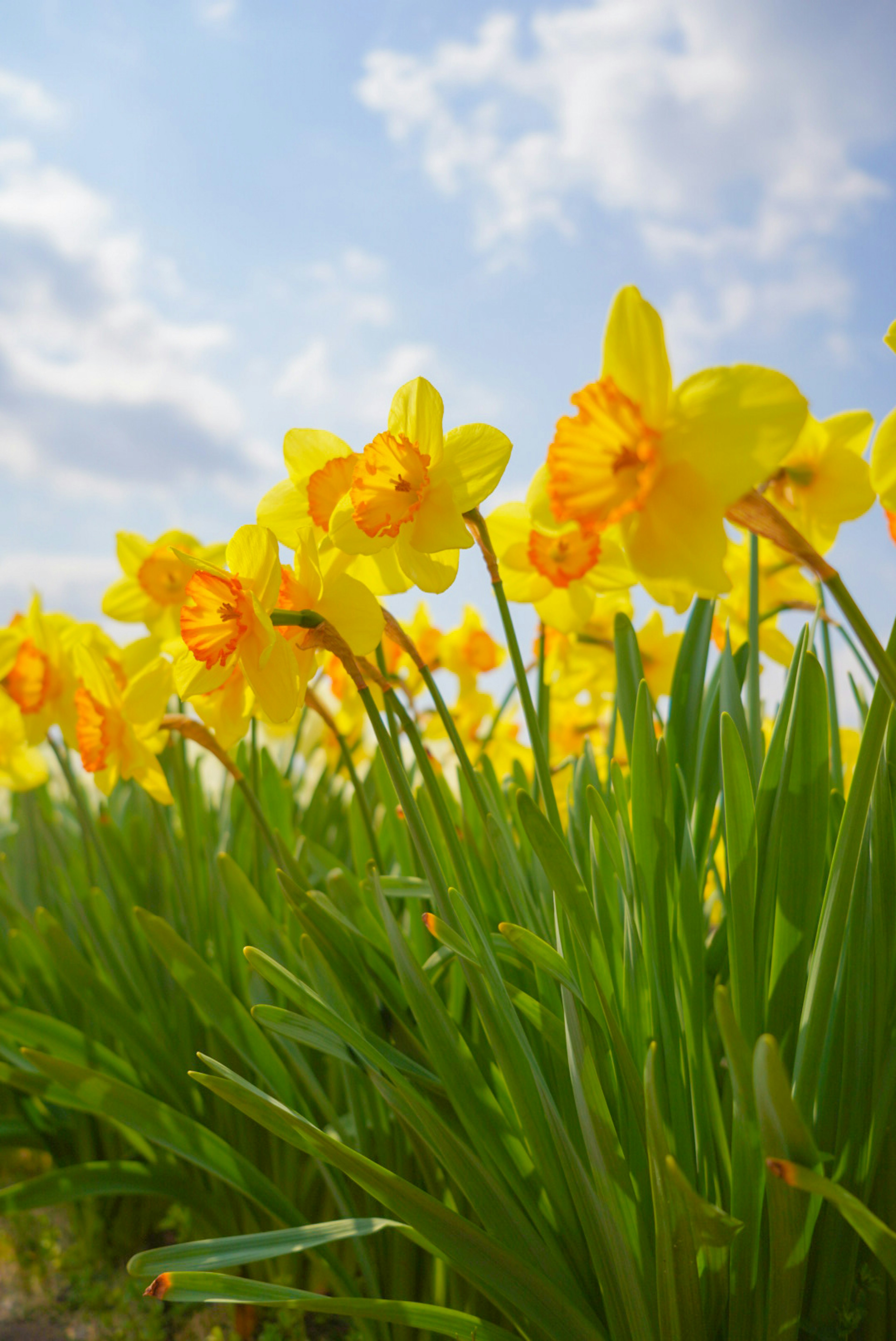 Yellow daffodils blooming under a blue sky