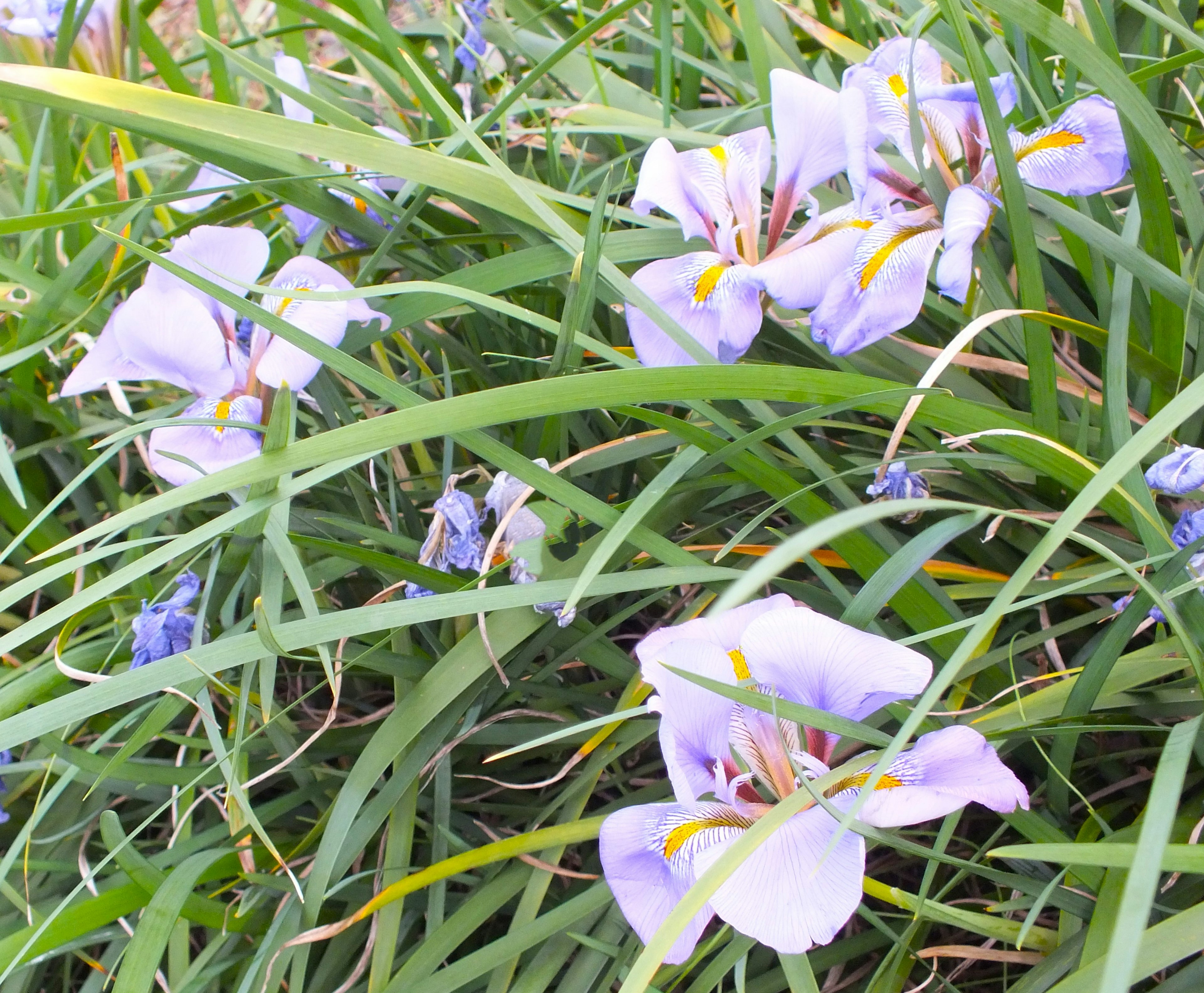 Delicate fiori viola chiaro che sbocciano tra l'erba verde