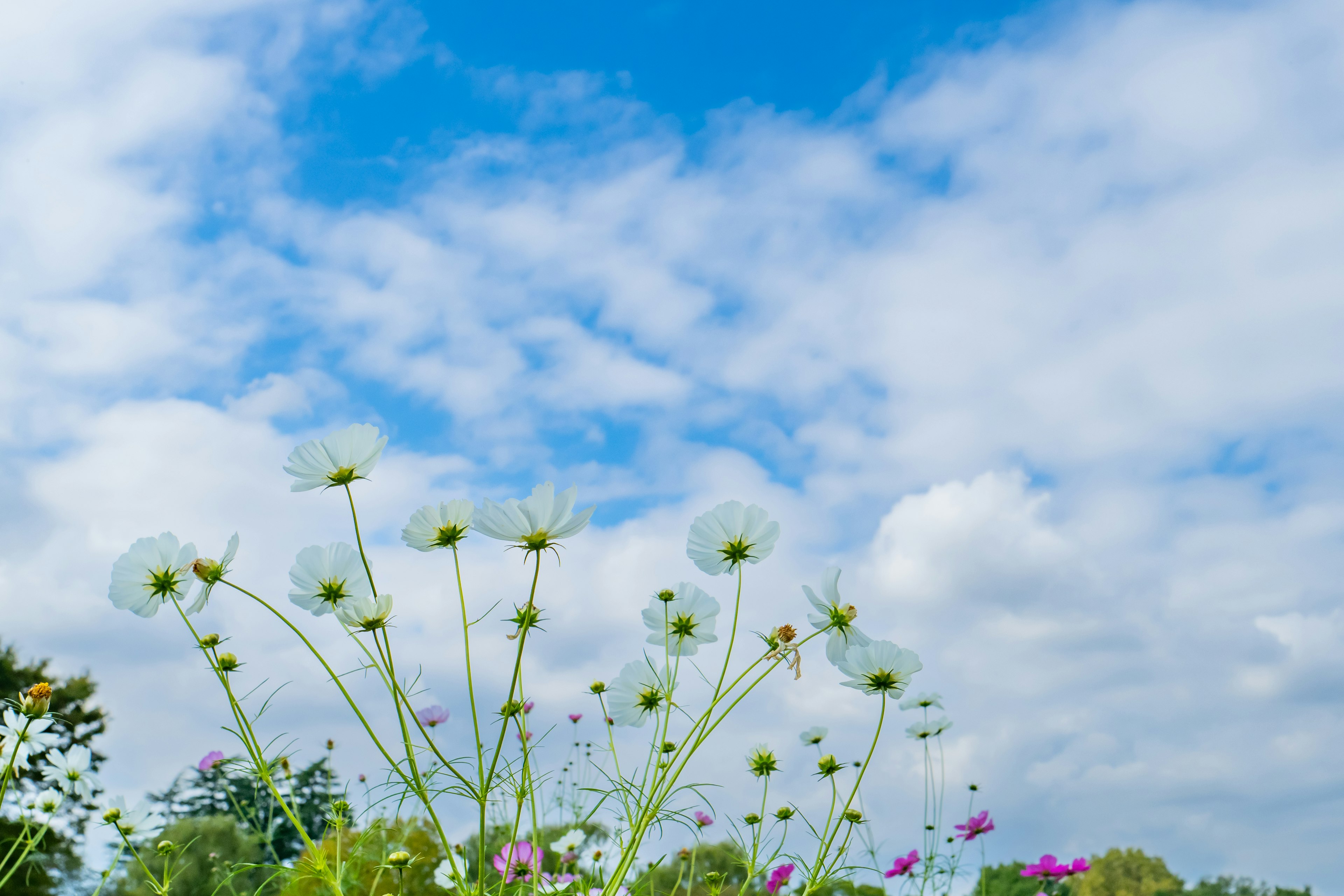 Blumen blühen unter einem blauen Himmel mit weißen Wolken