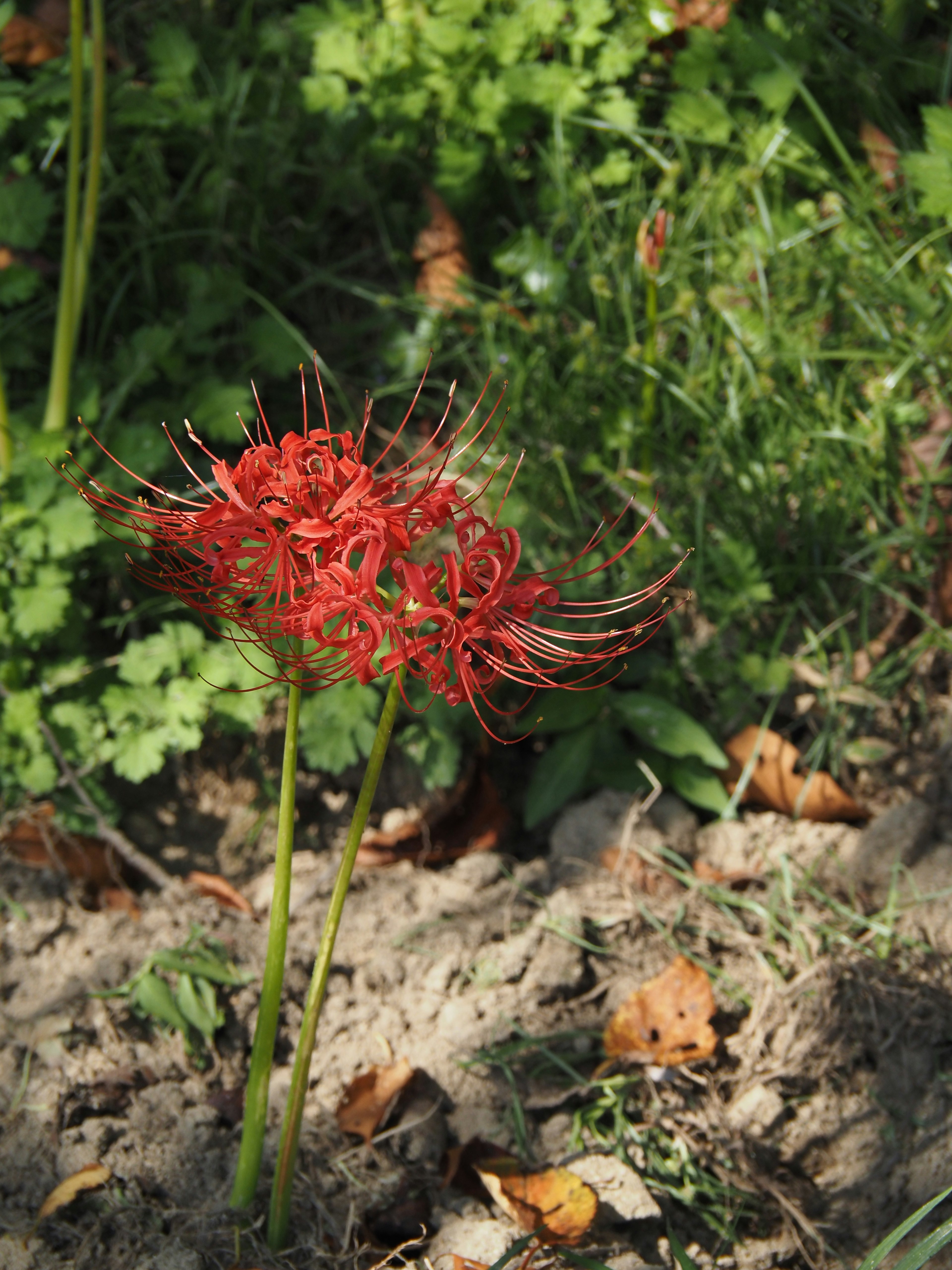 Giglio ragno rosso che fiorisce tra l'erba verde