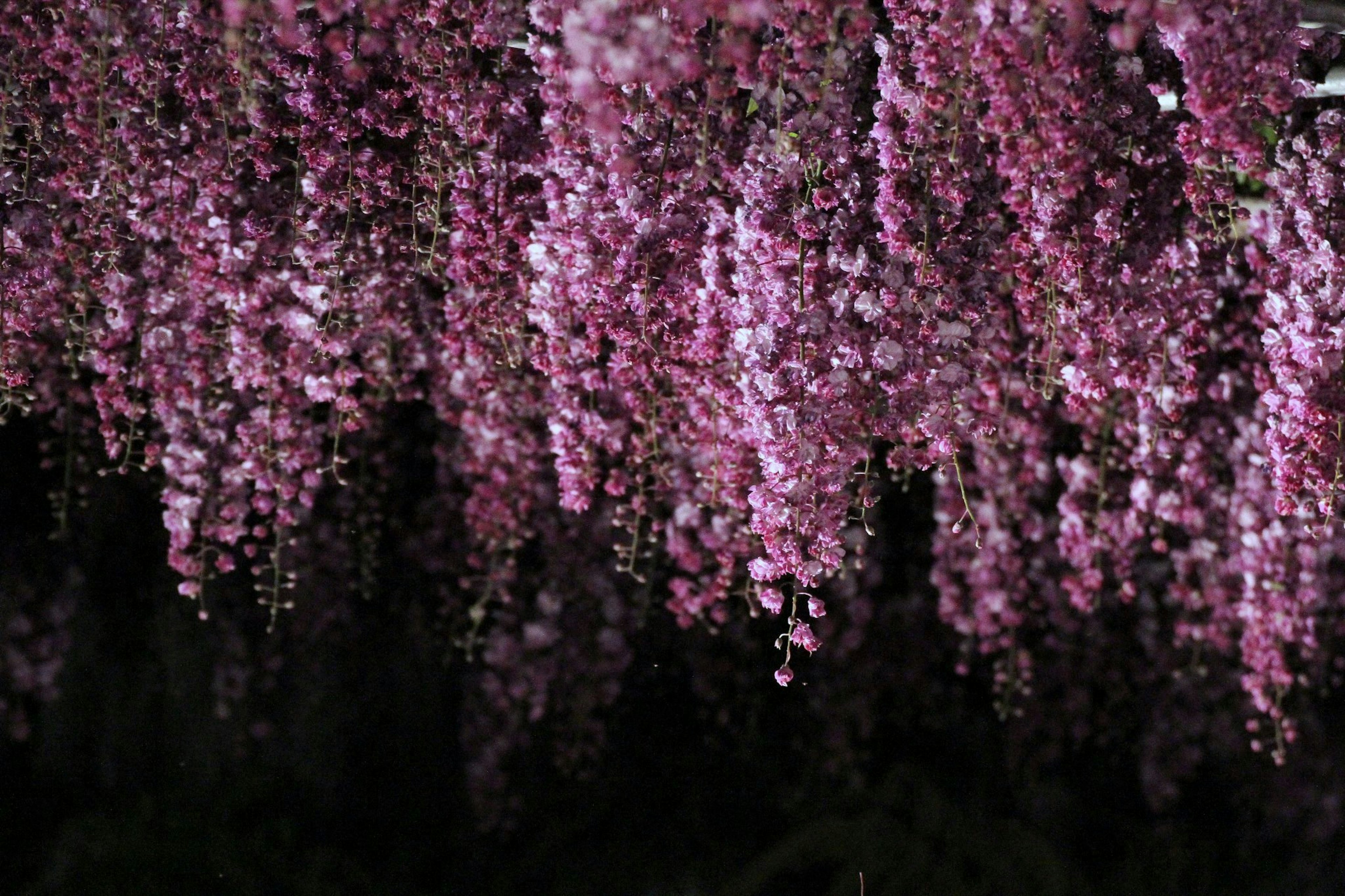 美しいピンクの花が垂れ下がる景色