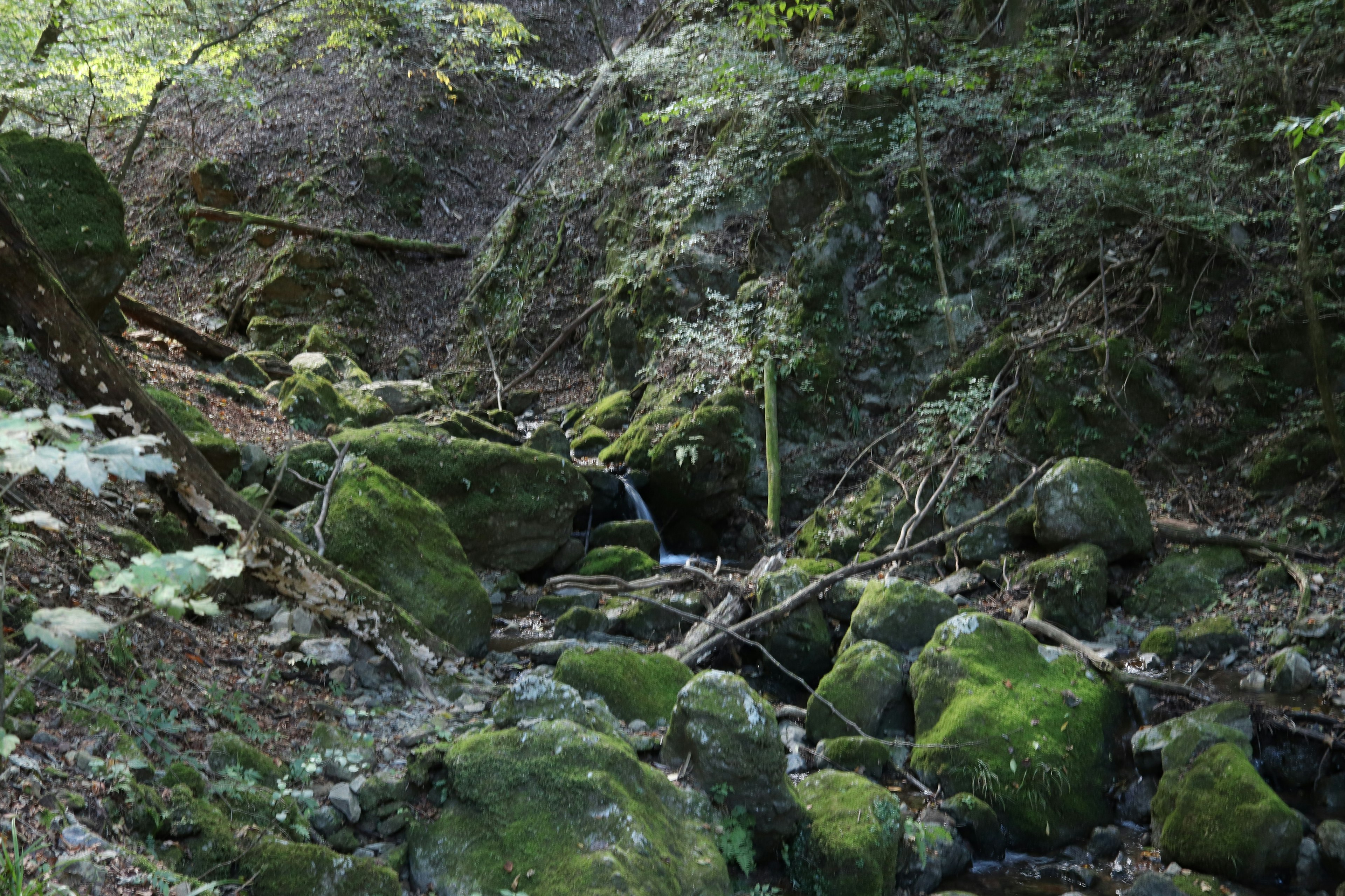 Scène forestière sereine avec des rochers couverts de mousse et un petit ruisseau