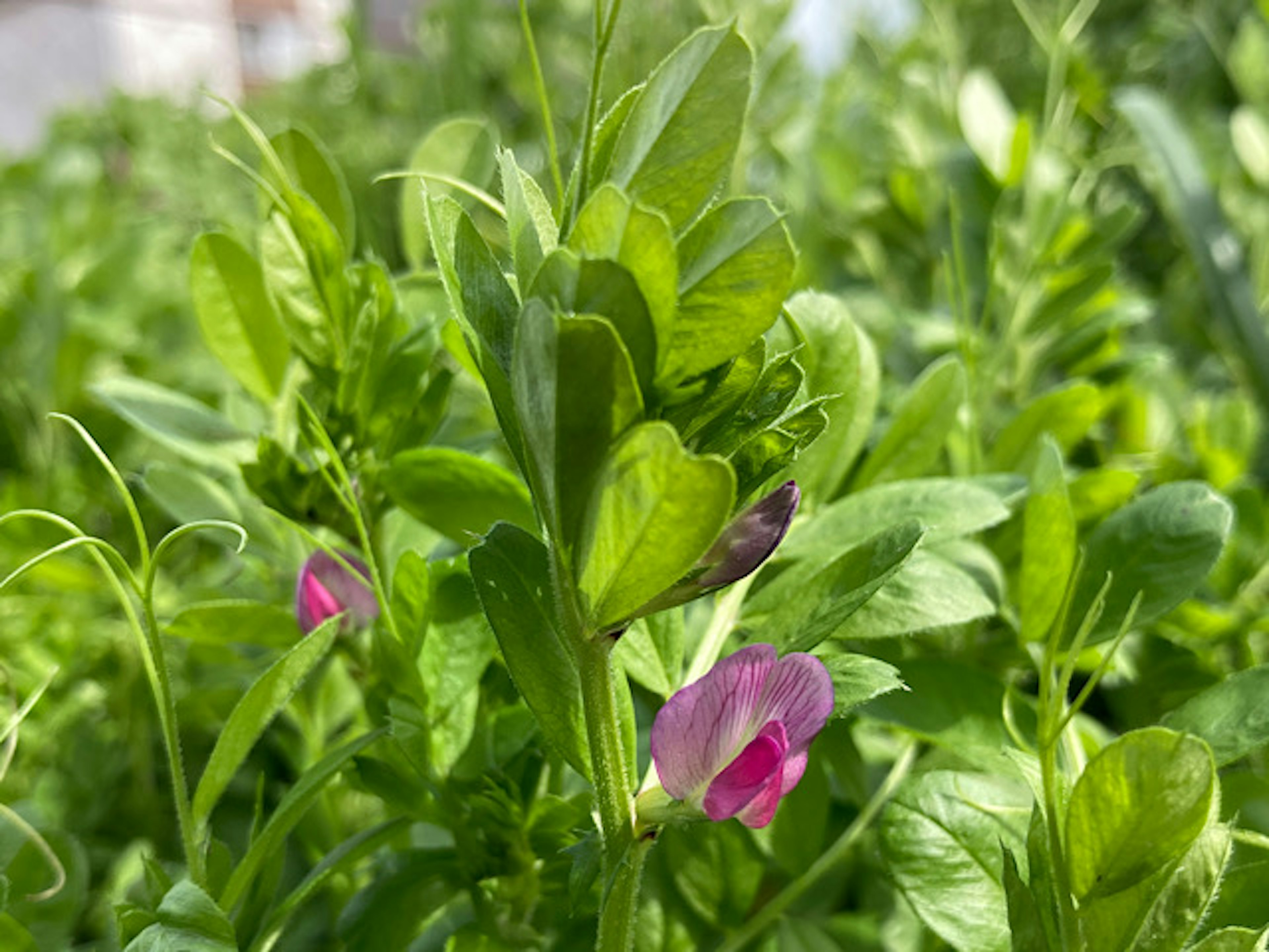 Nahaufnahme von grünen Blättern und auffälligen lila Blumen an einer Pflanze