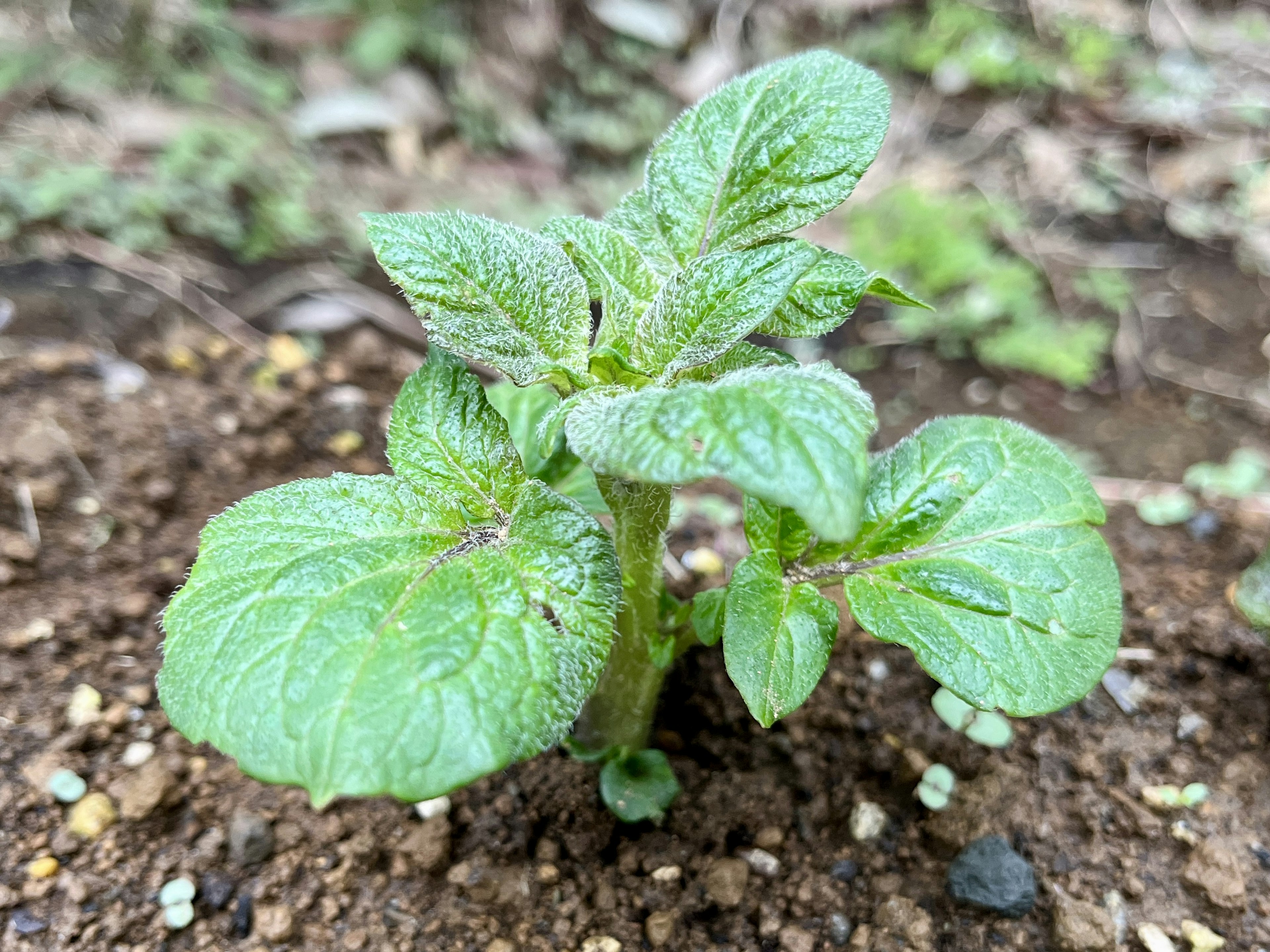 A young potato plant with green leaves emerging from the soil