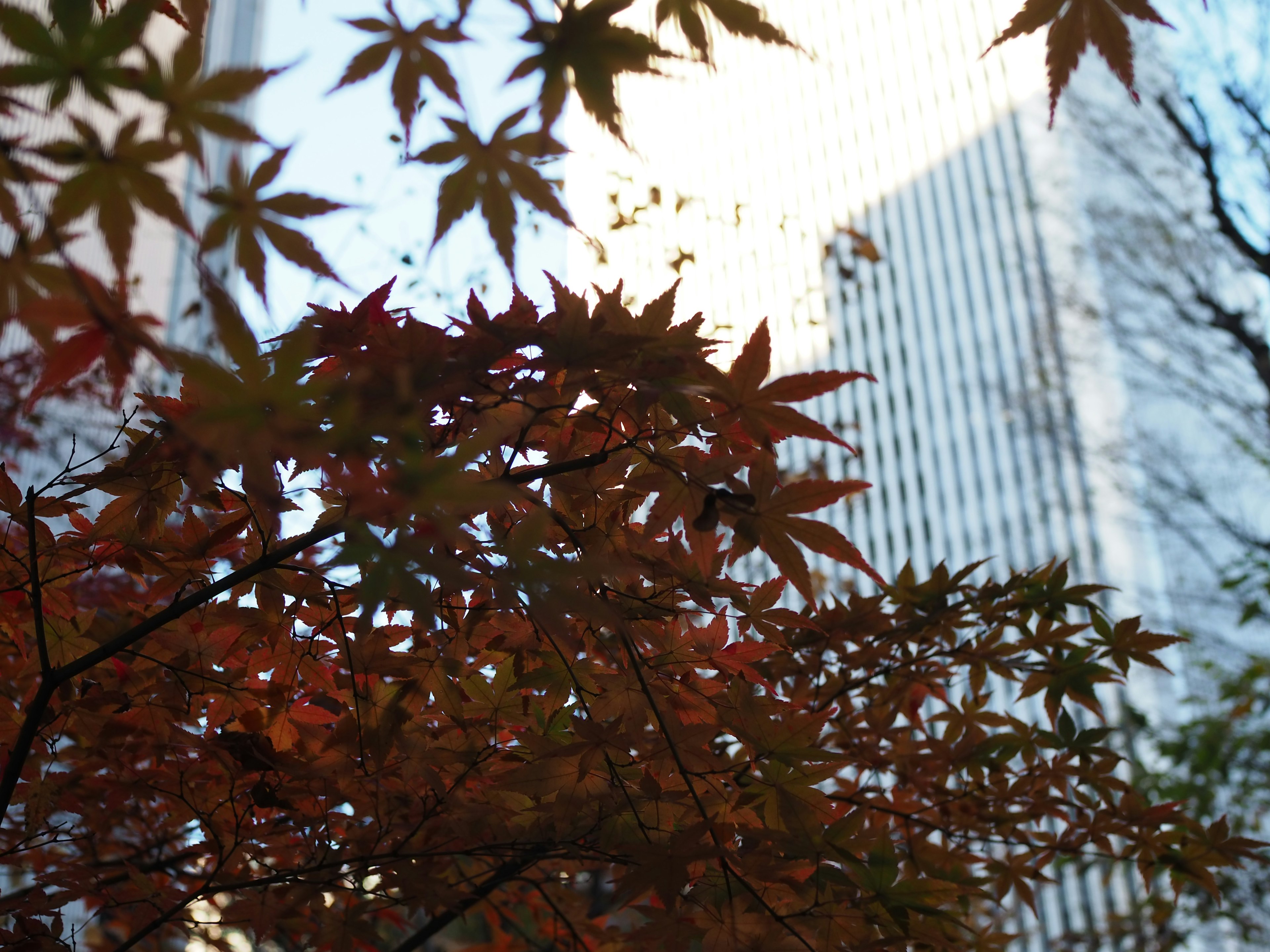 Red maple leaves in the foreground with a skyscraper in the background