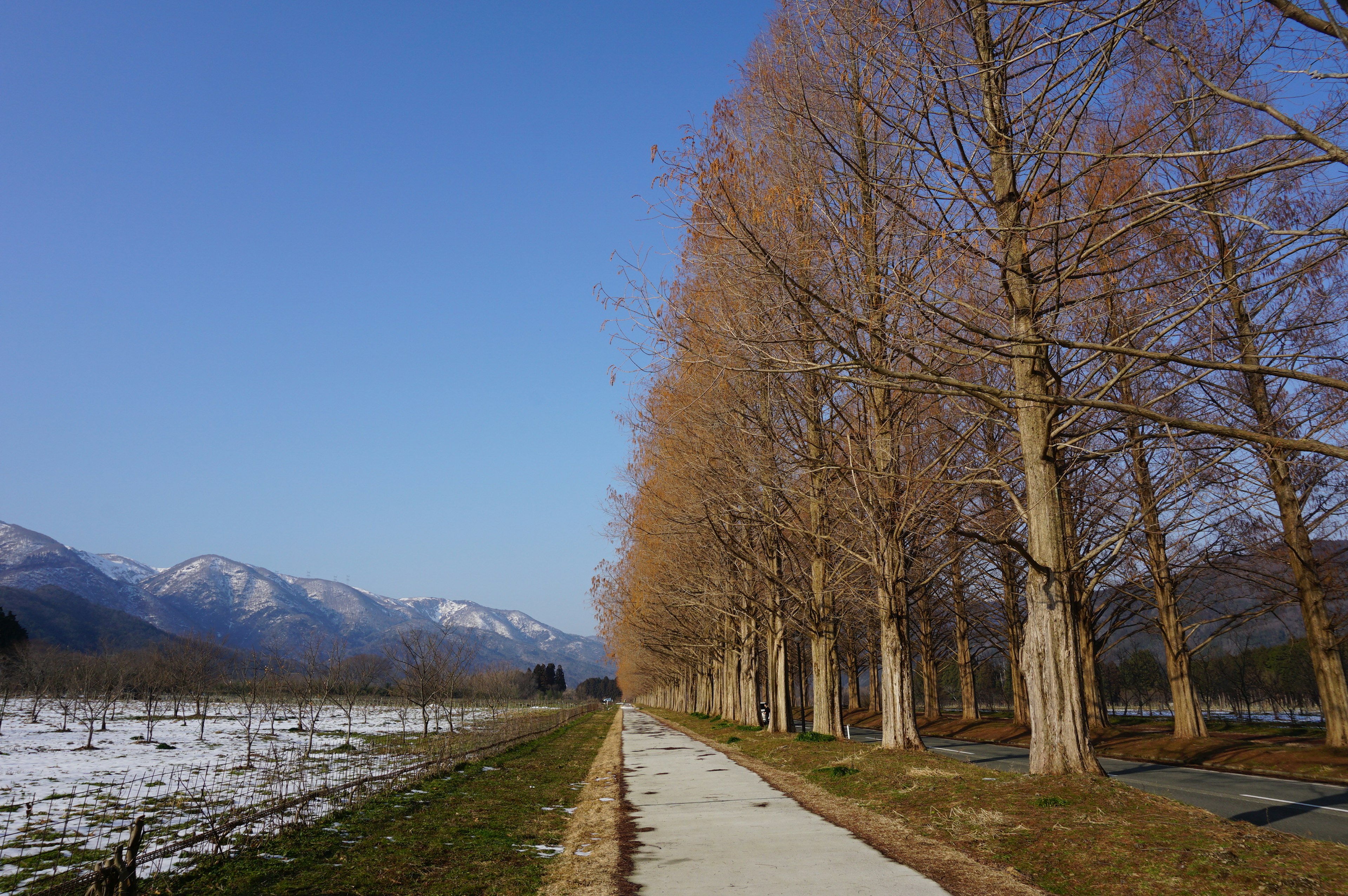 Camino bordeado de árboles con nieve y montañas al fondo