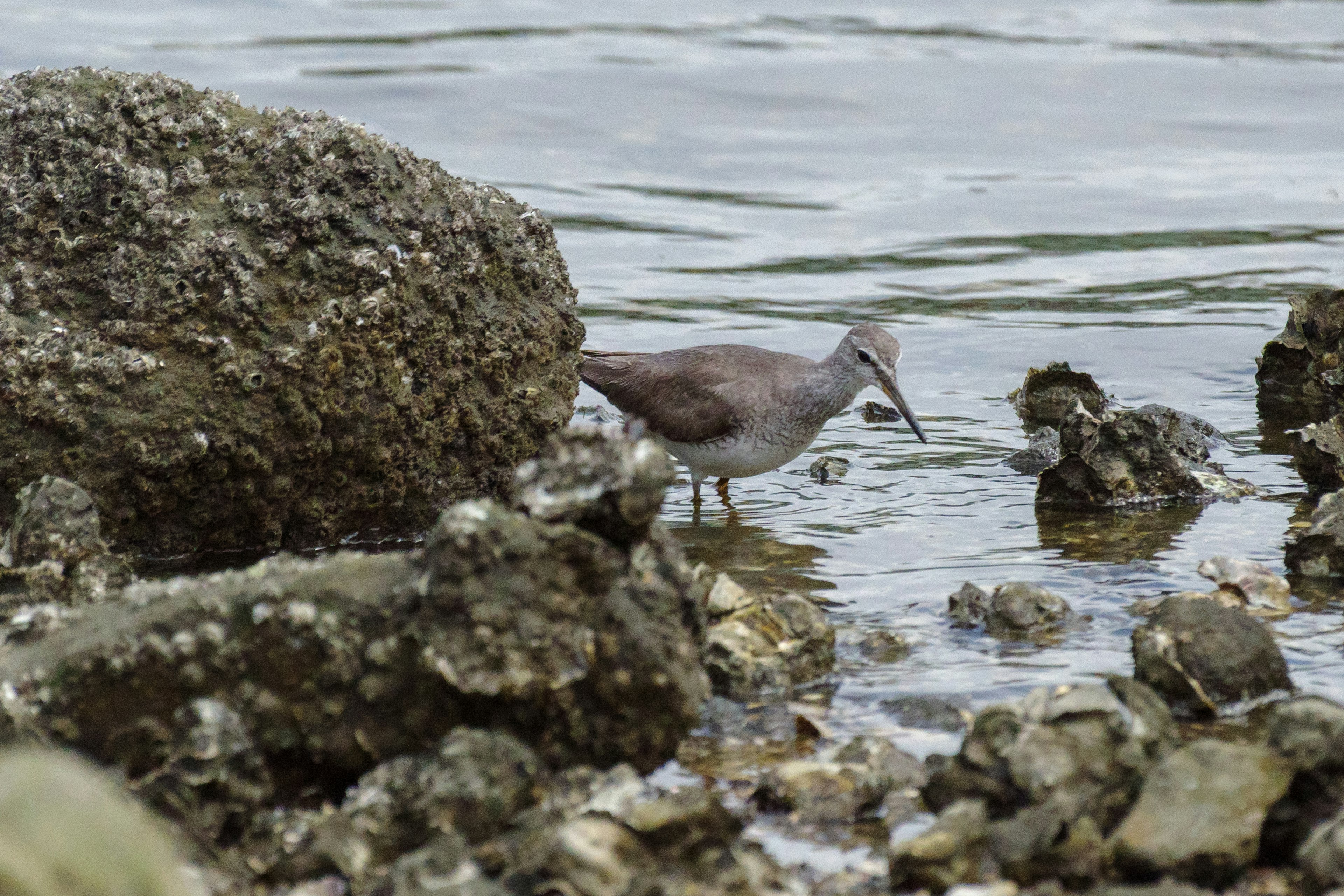 Bird standing near water and rocks