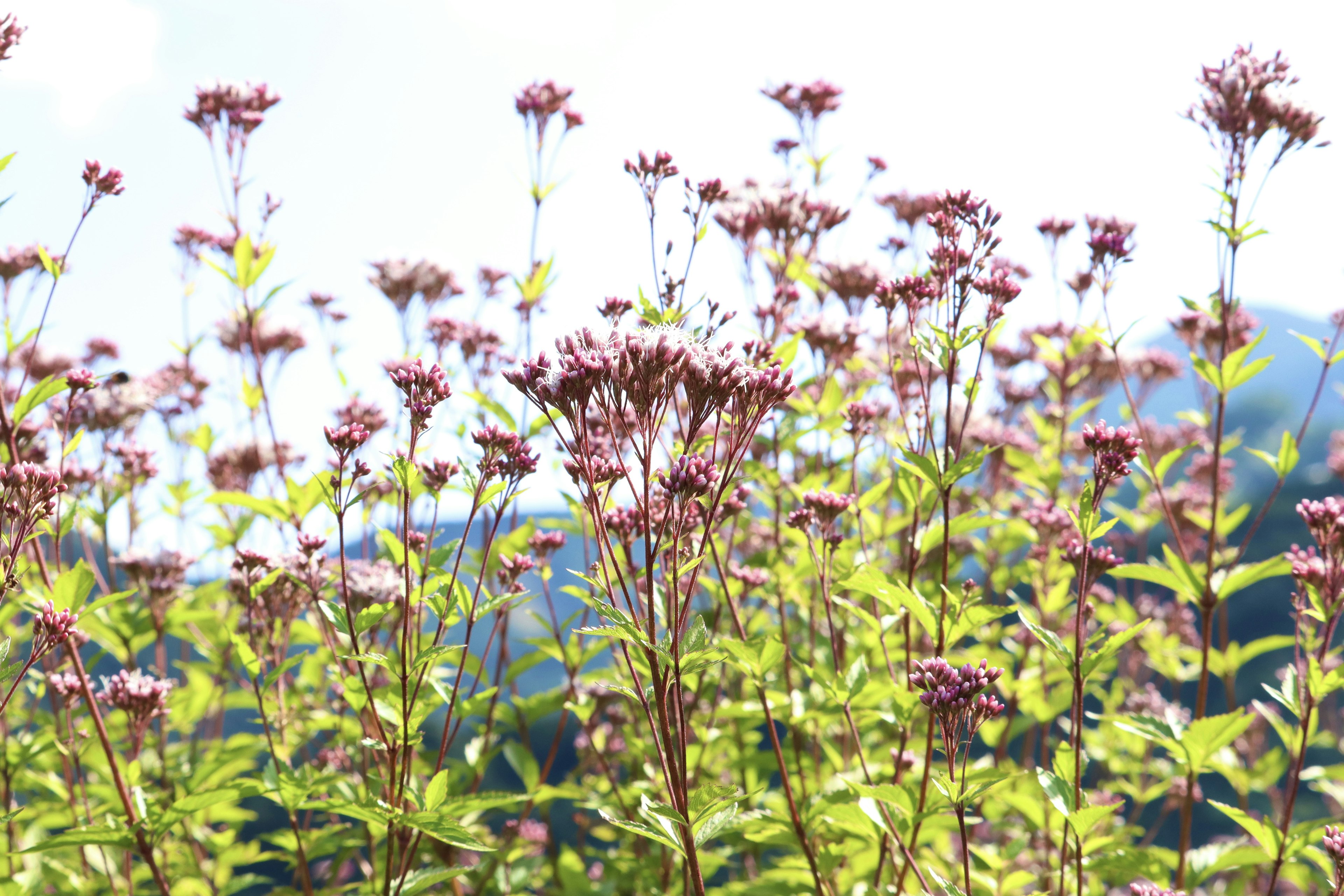 Field of purple flowers with green leaves under a blue sky