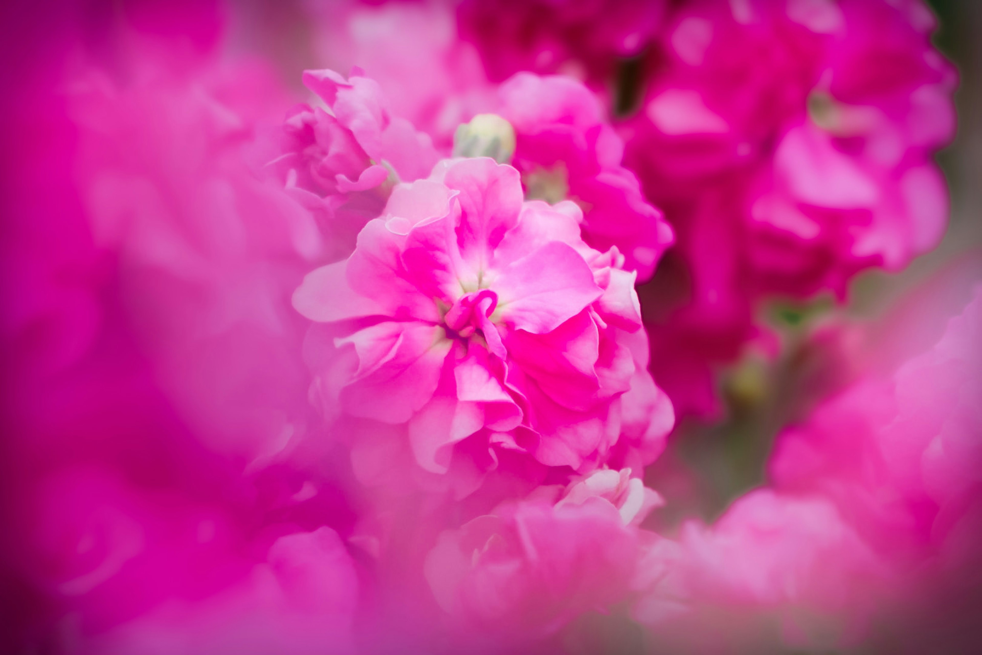 Flores rosas vibrantes con un fondo borroso creando una imagen hermosa