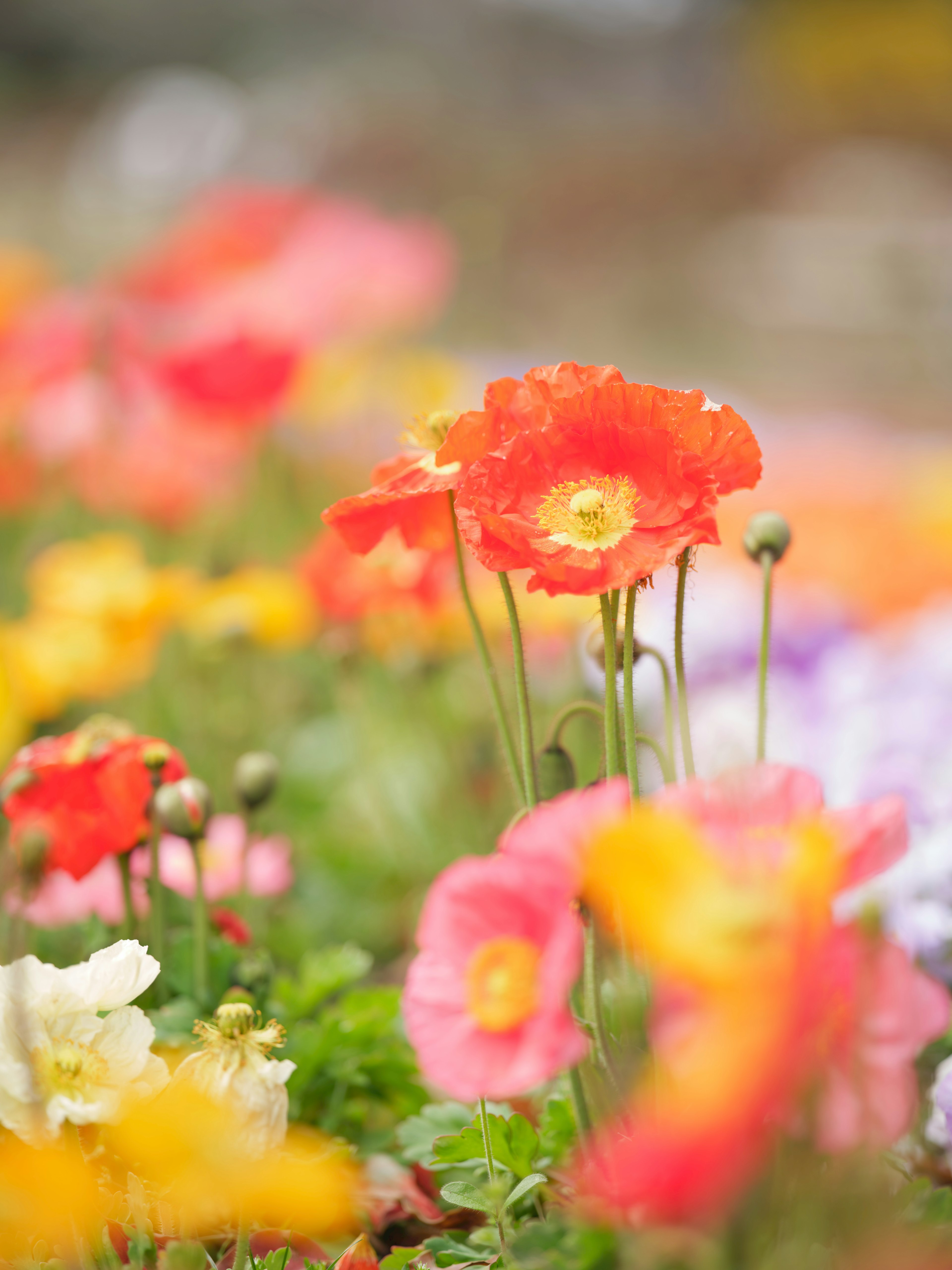 Jardín de flores vibrante con amapolas en flor