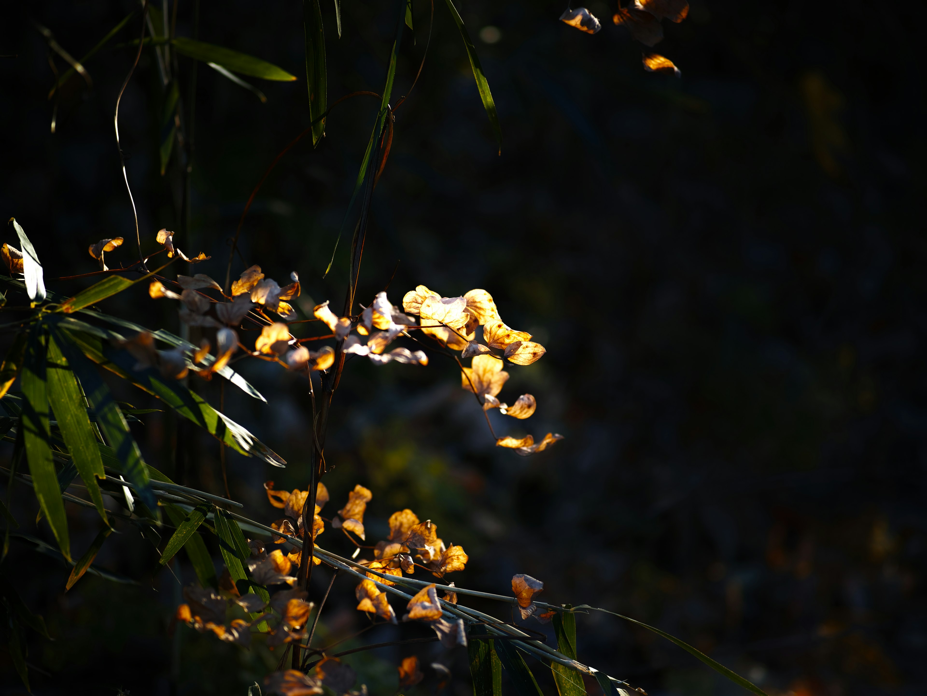 Yellow flowers and green leaves illuminated against a dark background