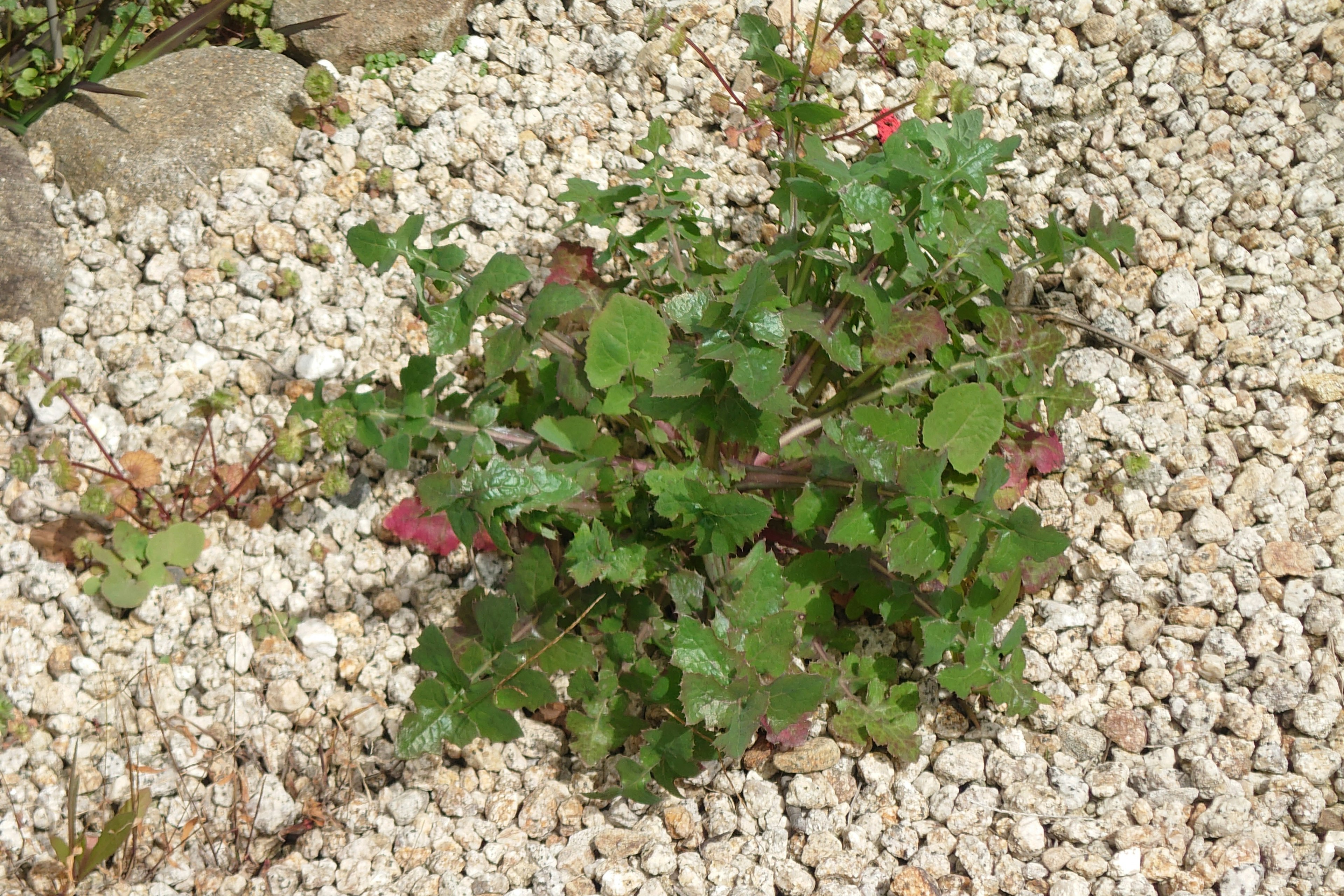 Primer plano de una planta verde creciendo sobre grava