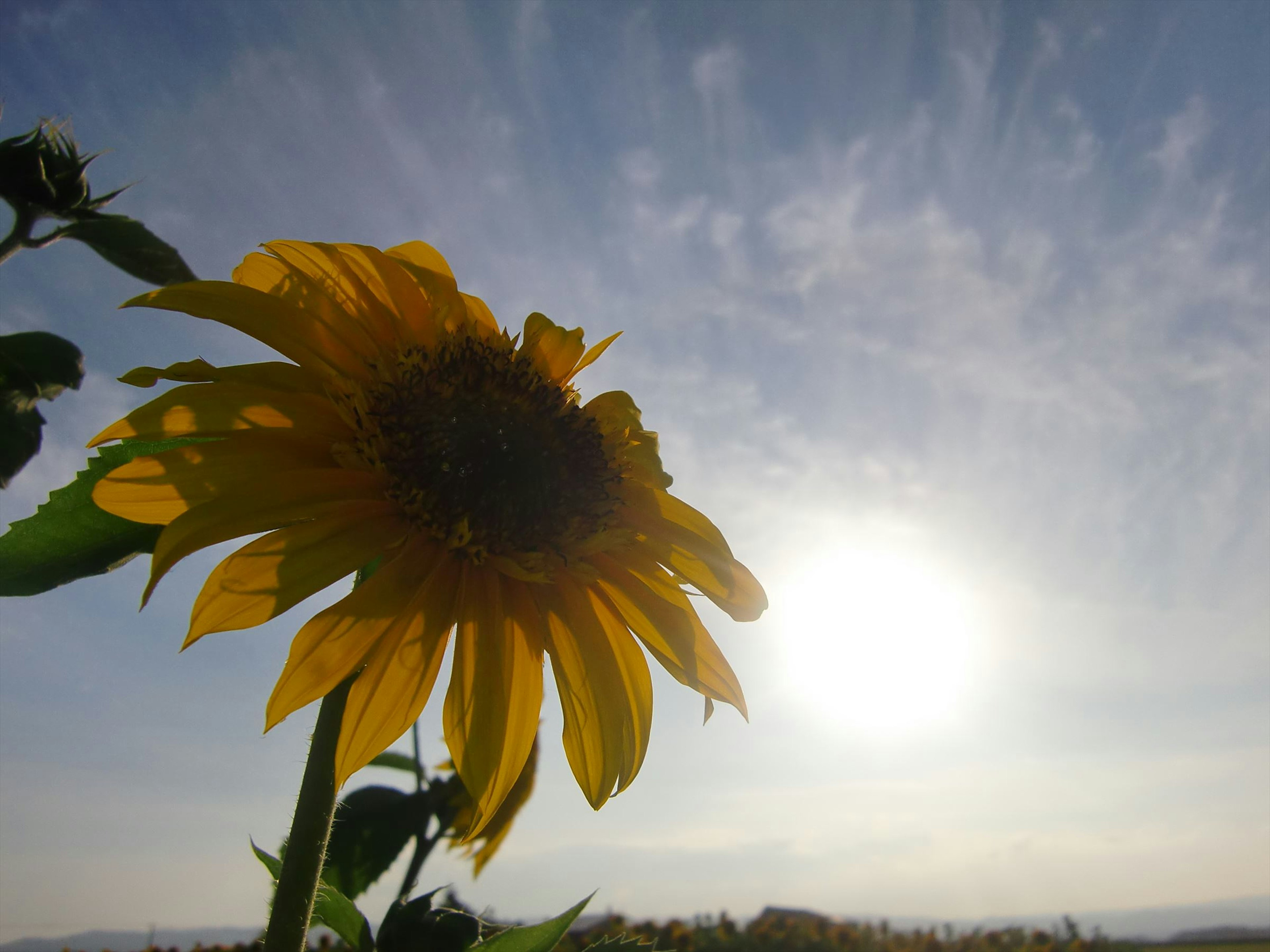 Seitenansicht einer Sonnenblume, die im Sonnenlicht mit blauem Himmel badet