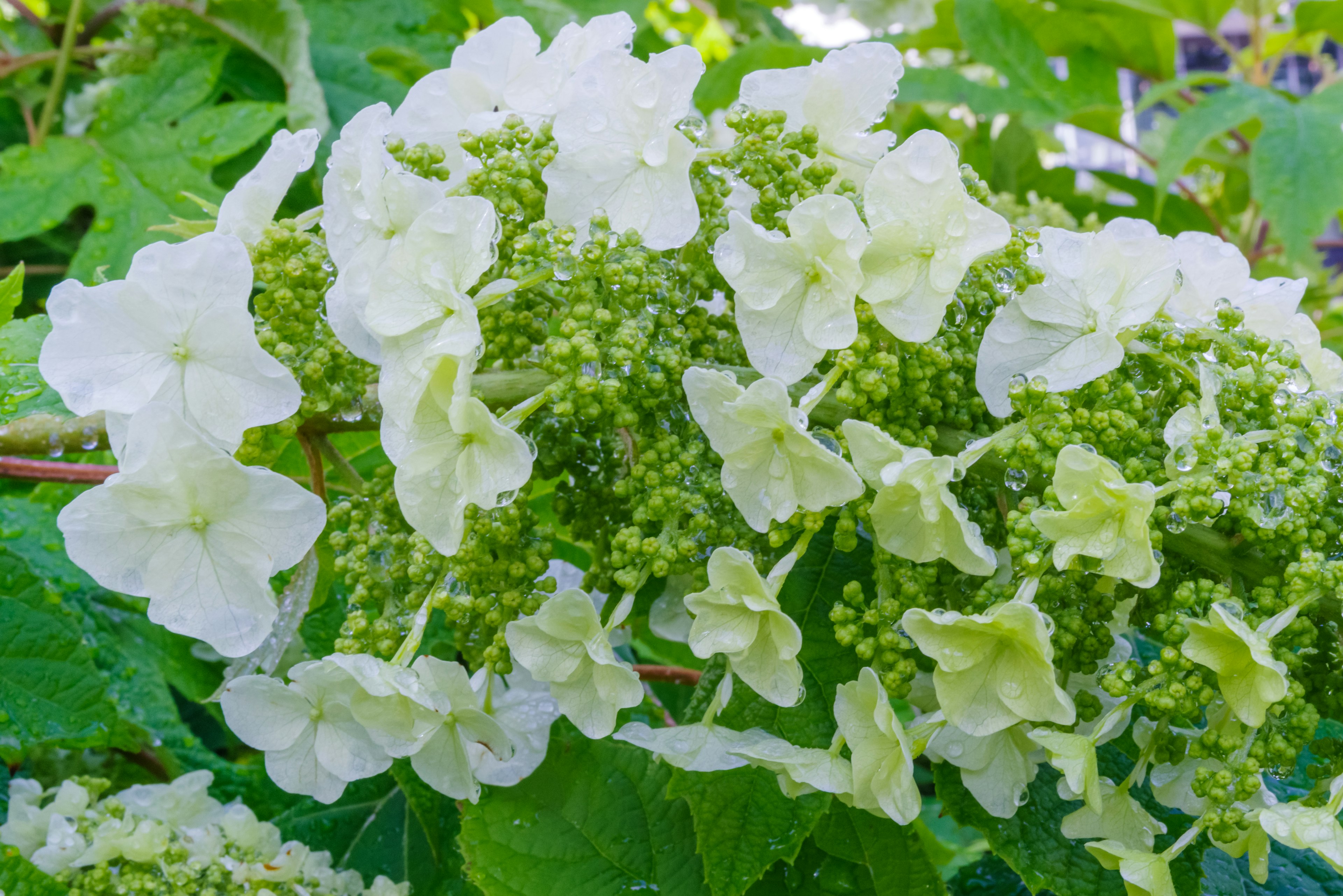 Close-up bunga hidrangea putih dikelilingi daun hijau