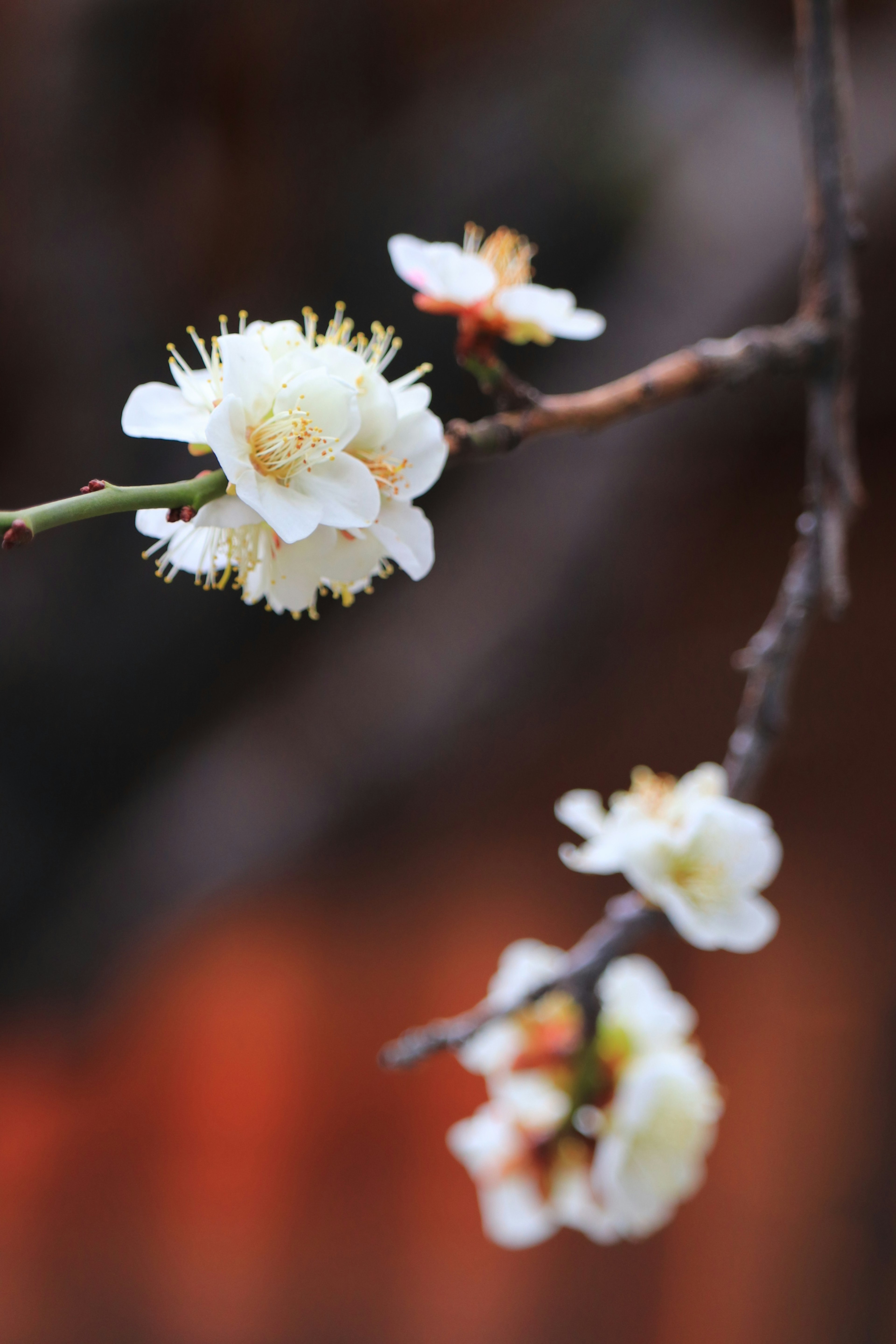 Nahaufnahme von weißen Blumen an einem Zweig mit verschwommenem orangefarbenem Hintergrund