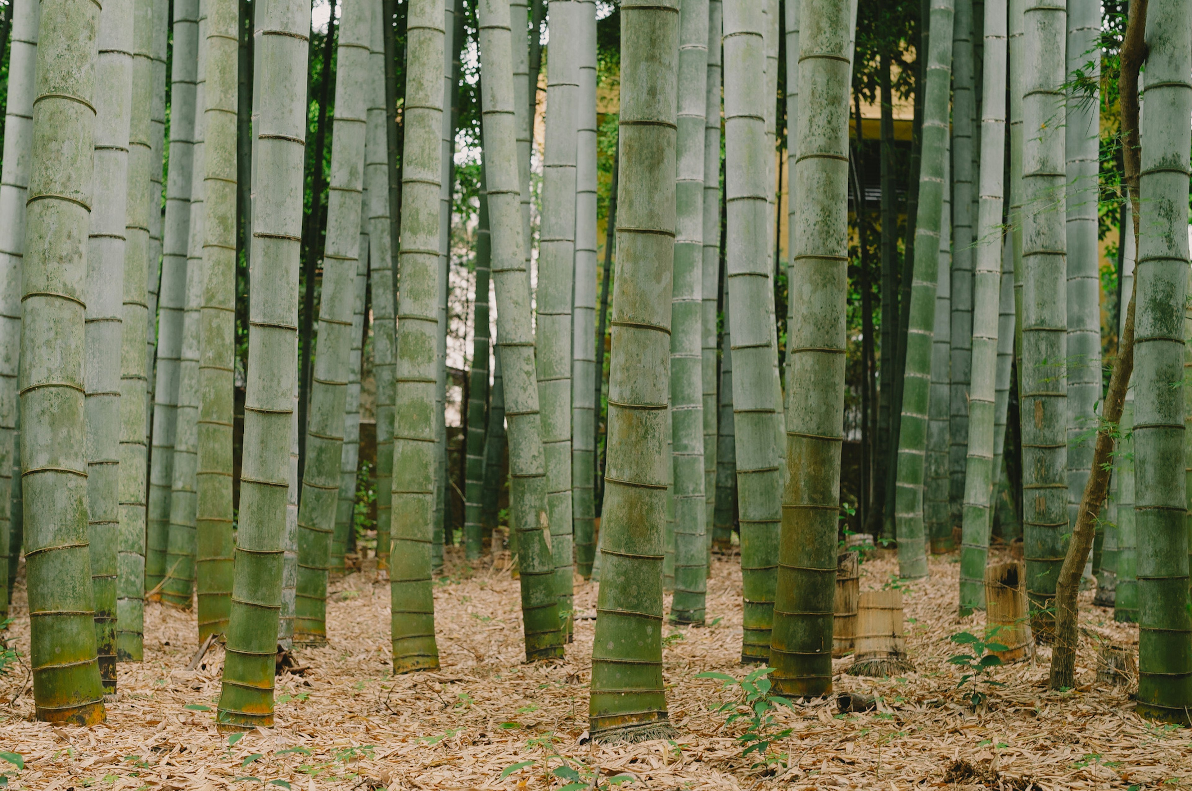 Tallos de bambú verde en un bosque de bambú con suelo cubierto de hojas caídas