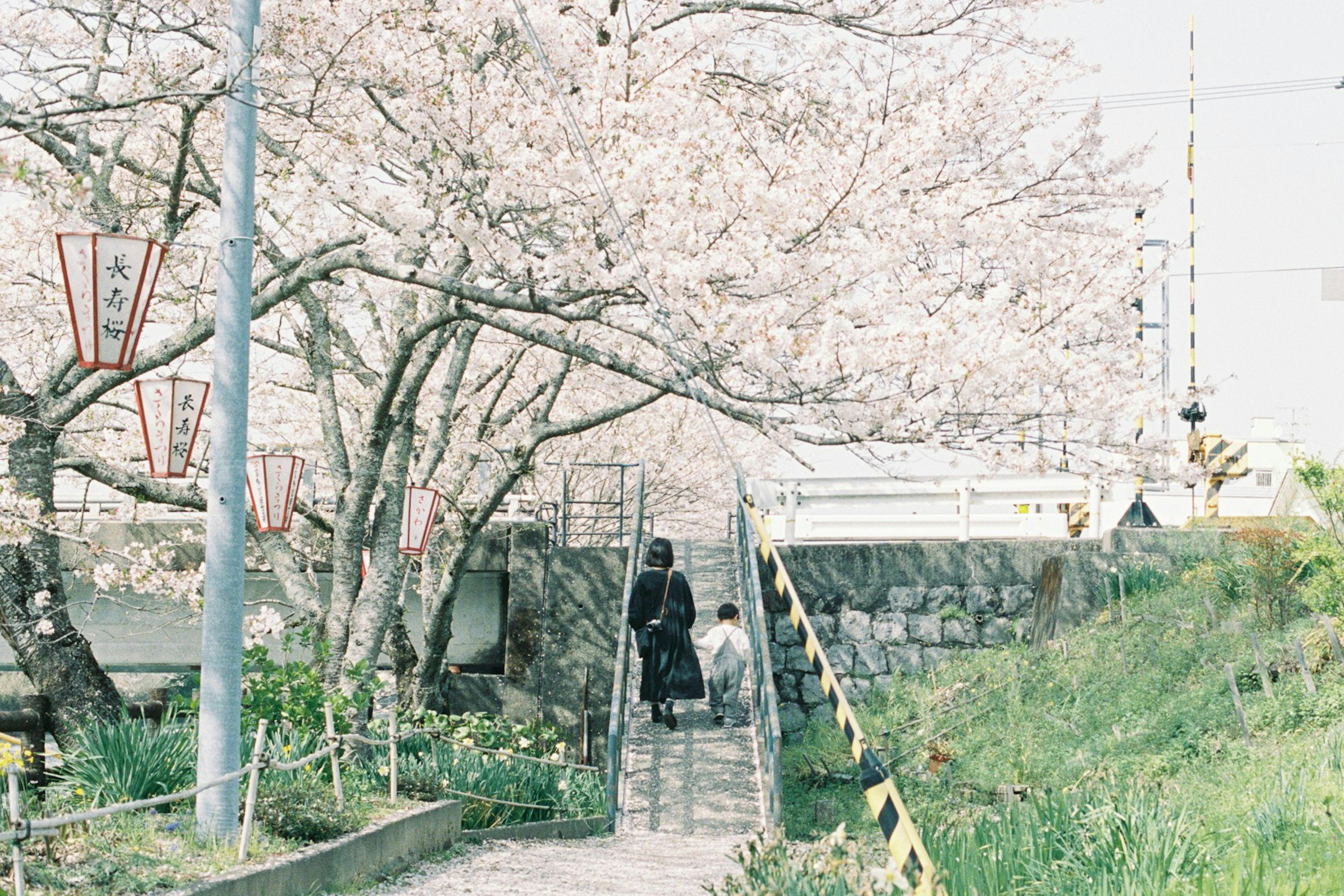 Two people walking under cherry blossom trees with stone steps