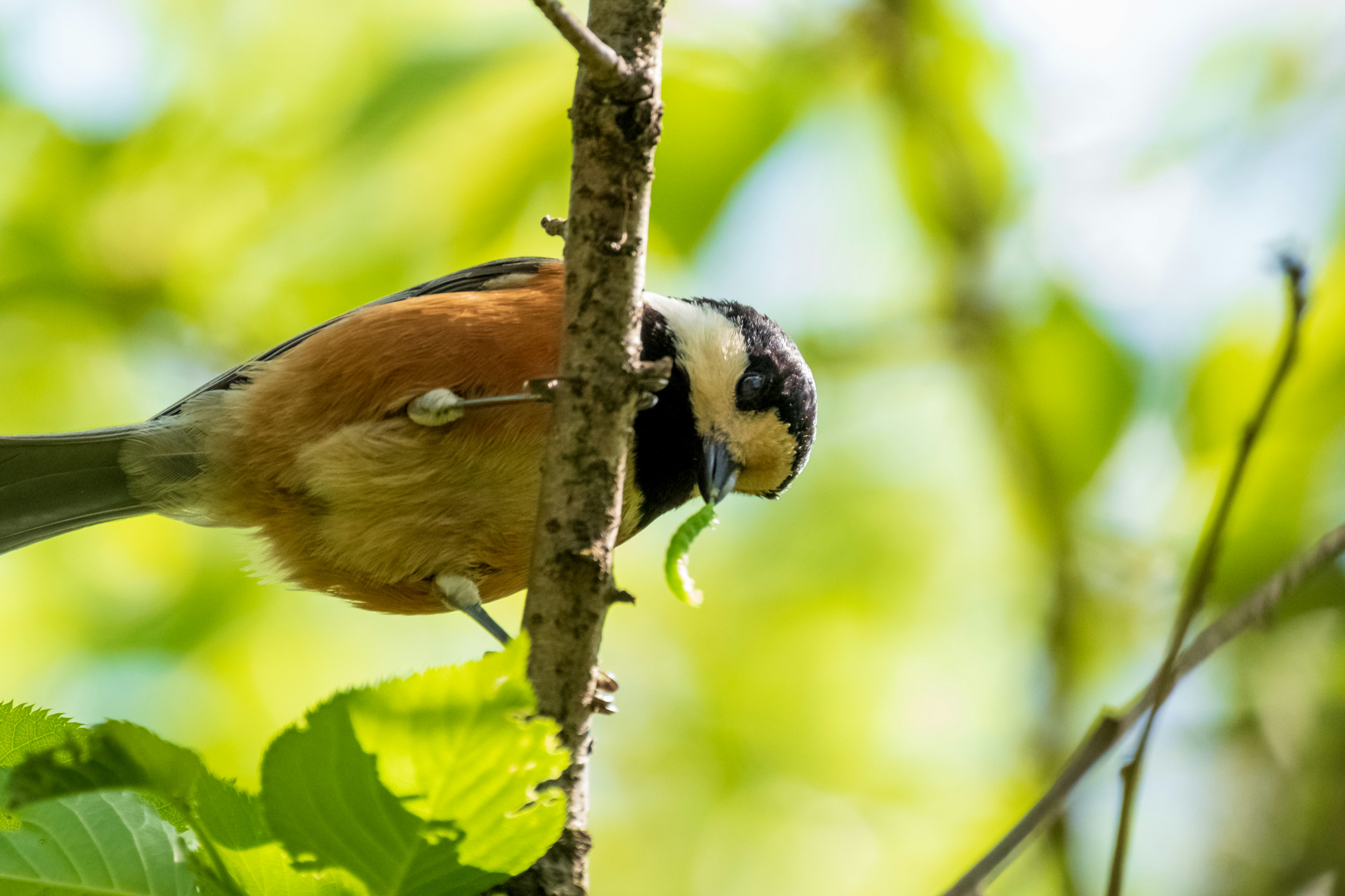 Un pequeño pájaro picoteando un insecto en una rama de árbol con hojas verdes de fondo