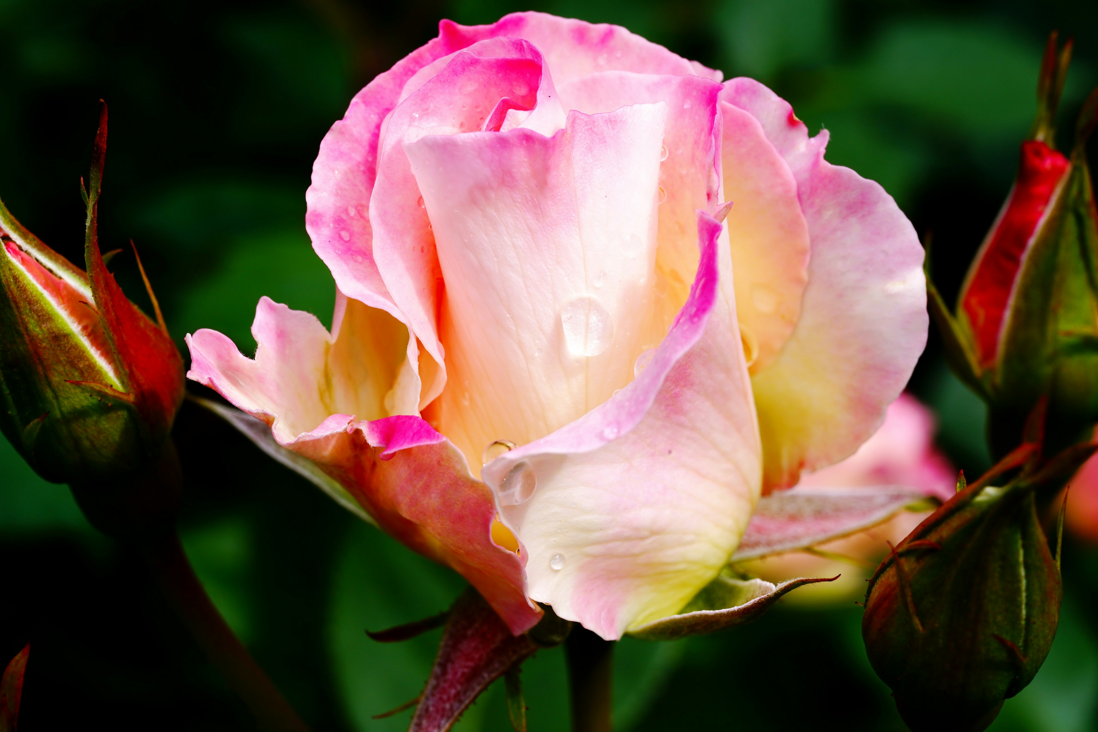 Una bella rosa rosa che sboccia con petali morbidi e foglie verdi