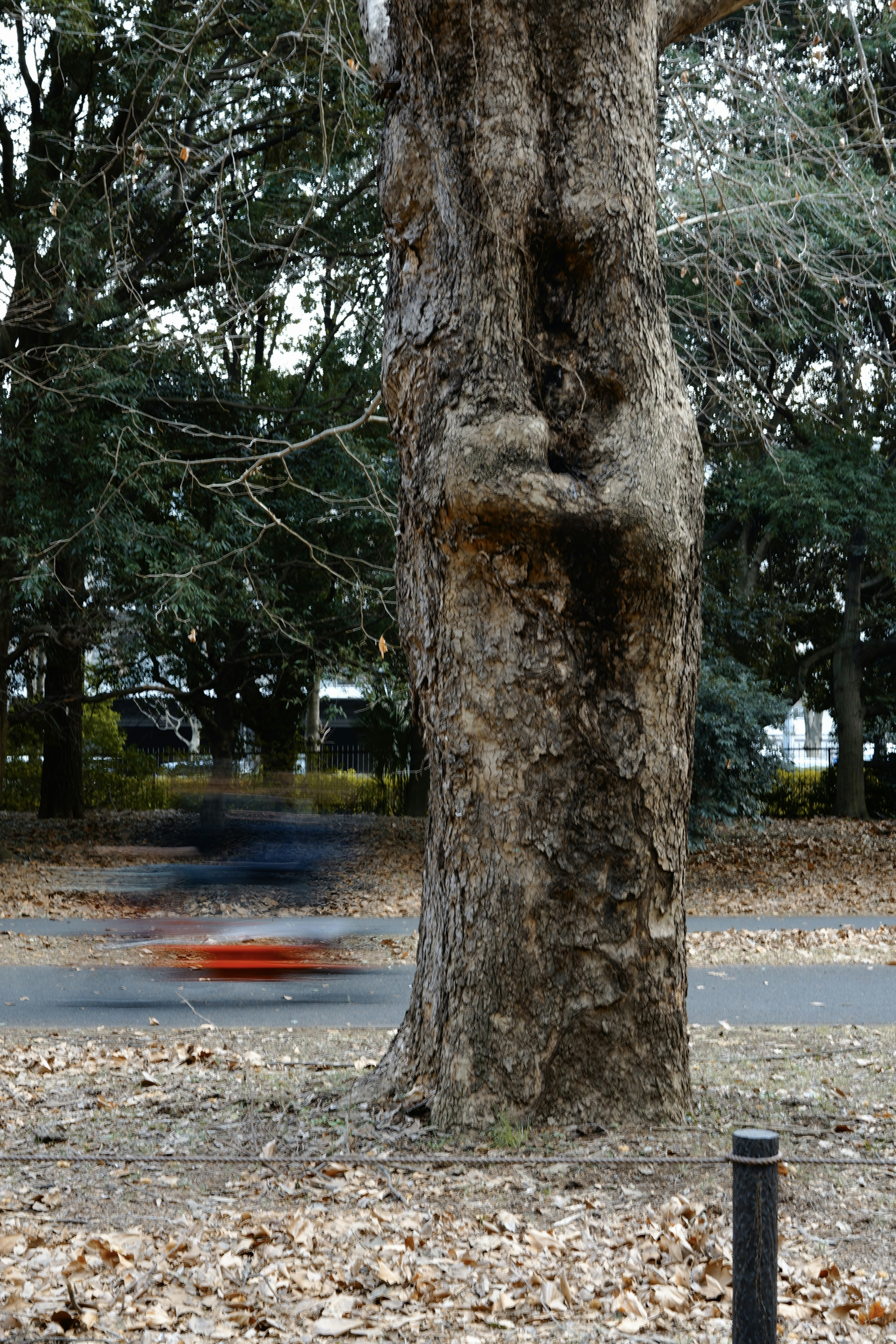 Tree trunk with a blurred red car in the background