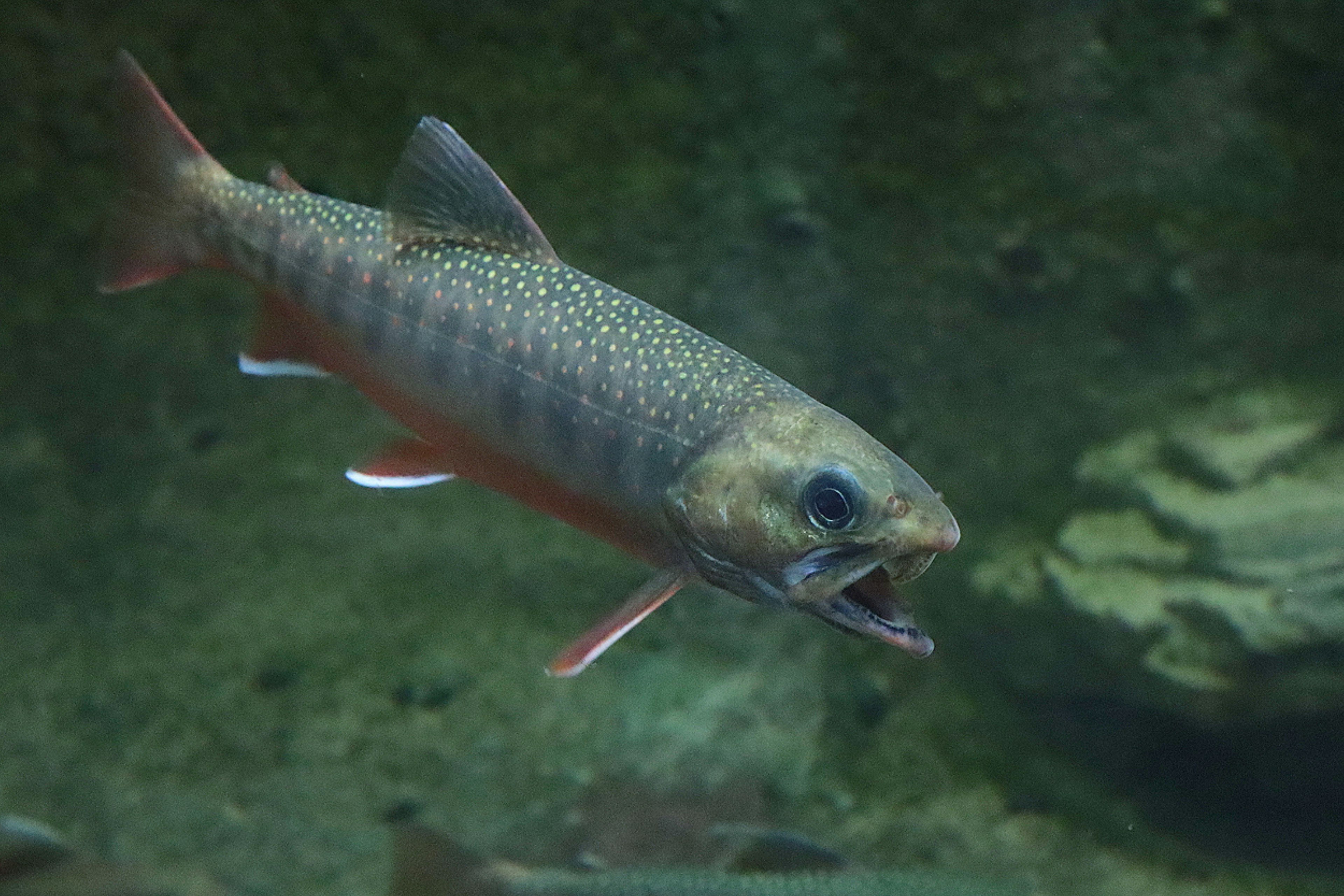 水中で泳ぐトラウトの魚色と模様が特徴的