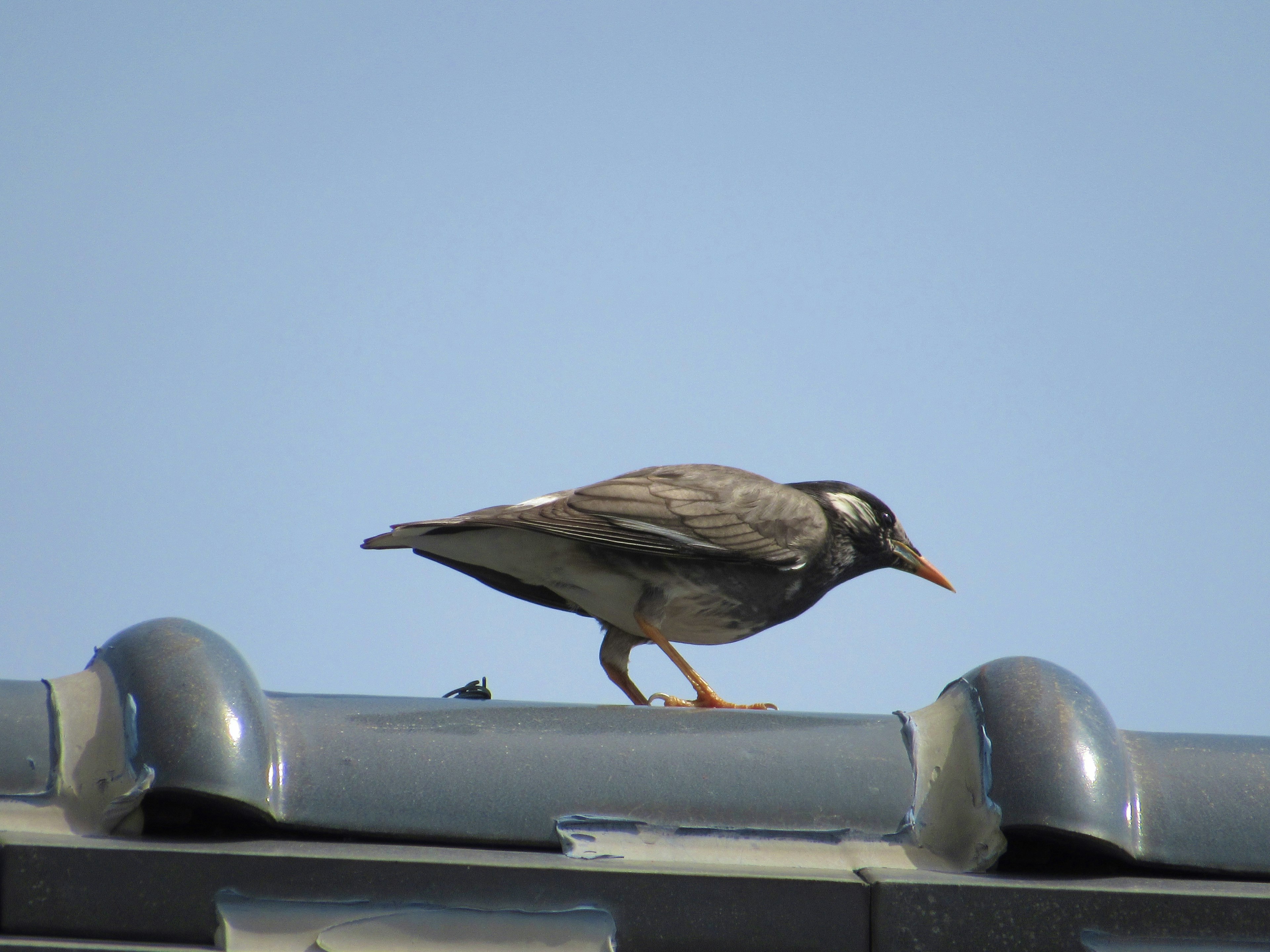 Vogel, der auf einem Dach geht