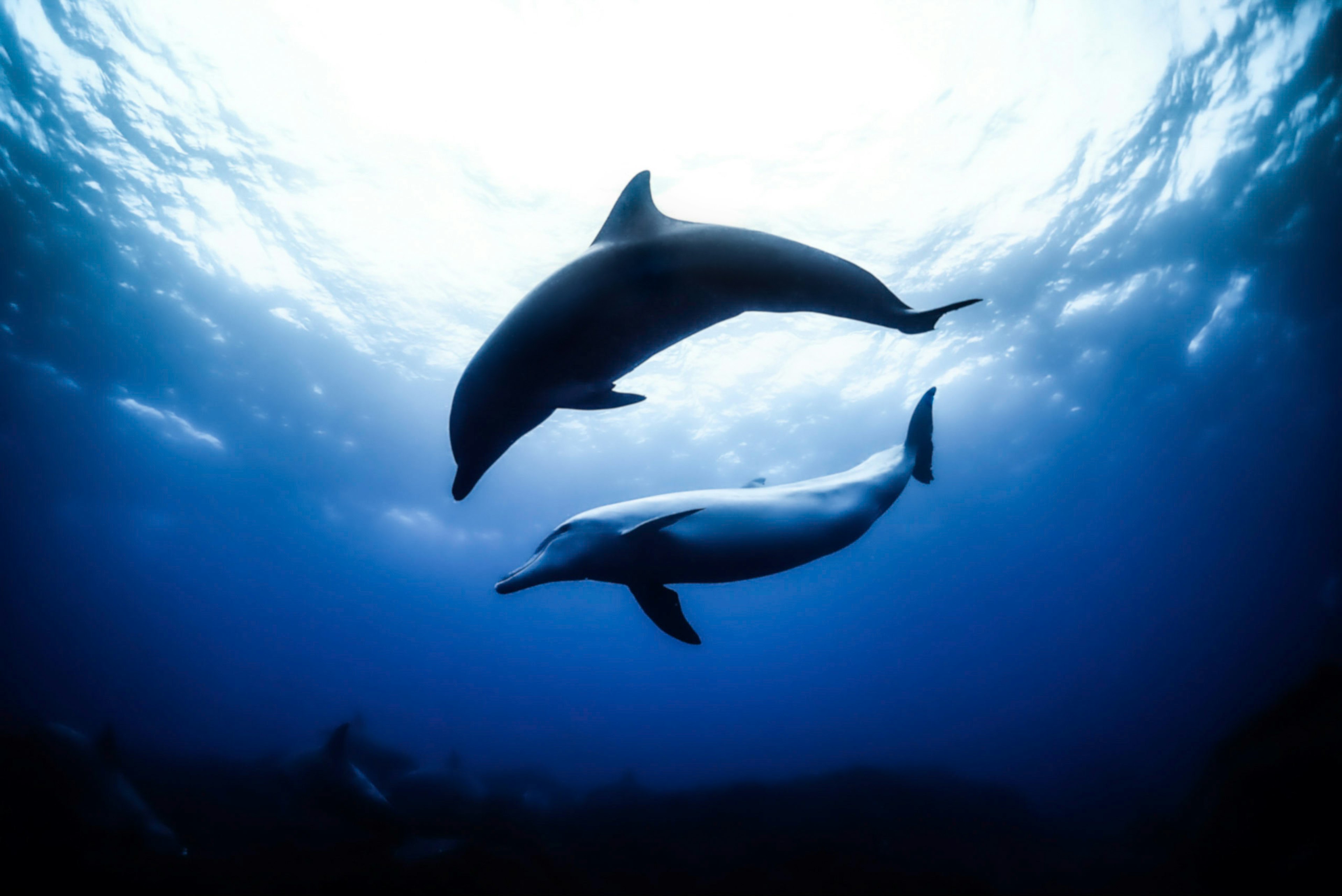 Zwei Delfine, die unter Wasser schwimmen, mit einer schönen Silhouette