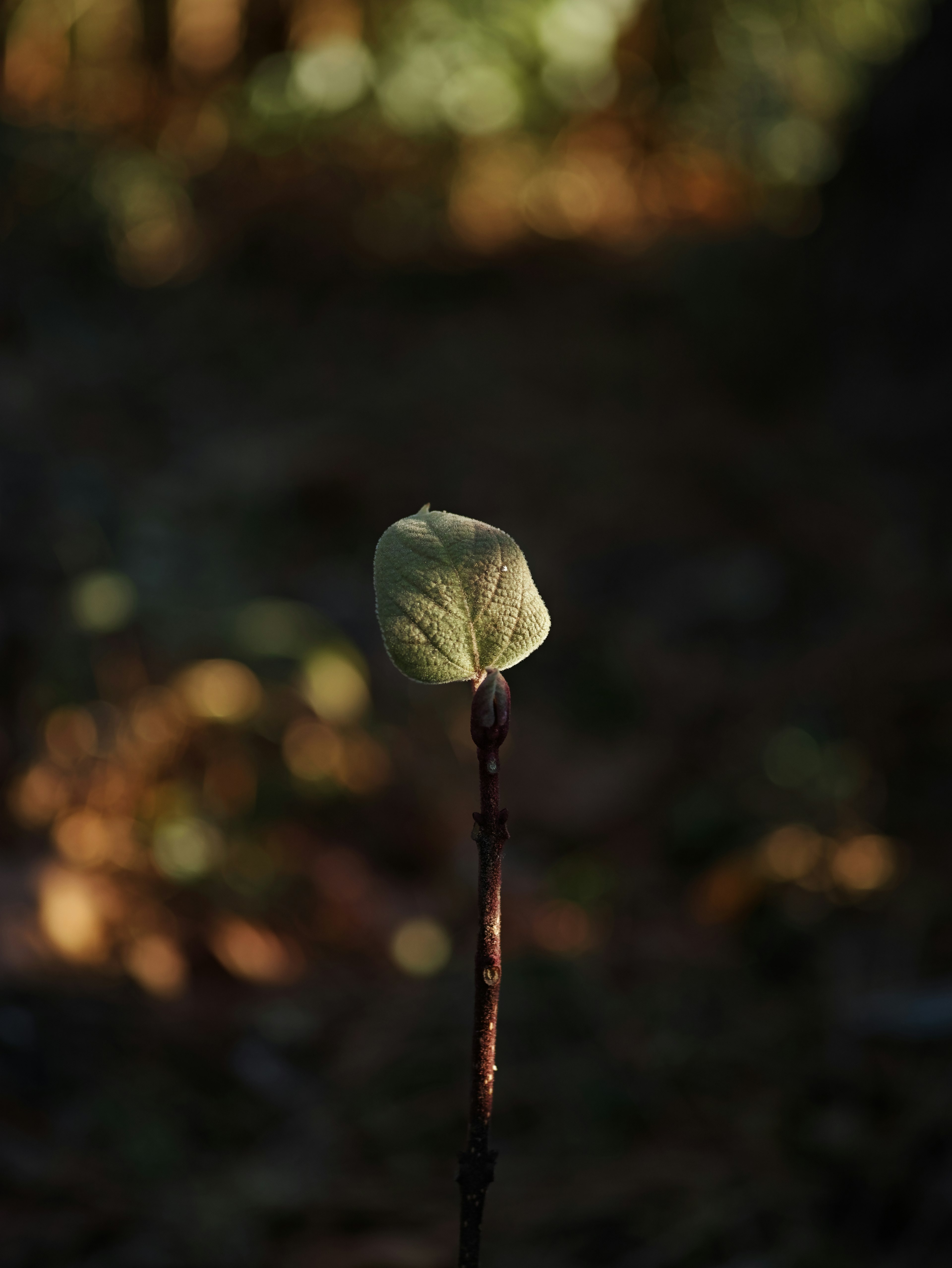 光の中に立つつぼみのような植物の茎