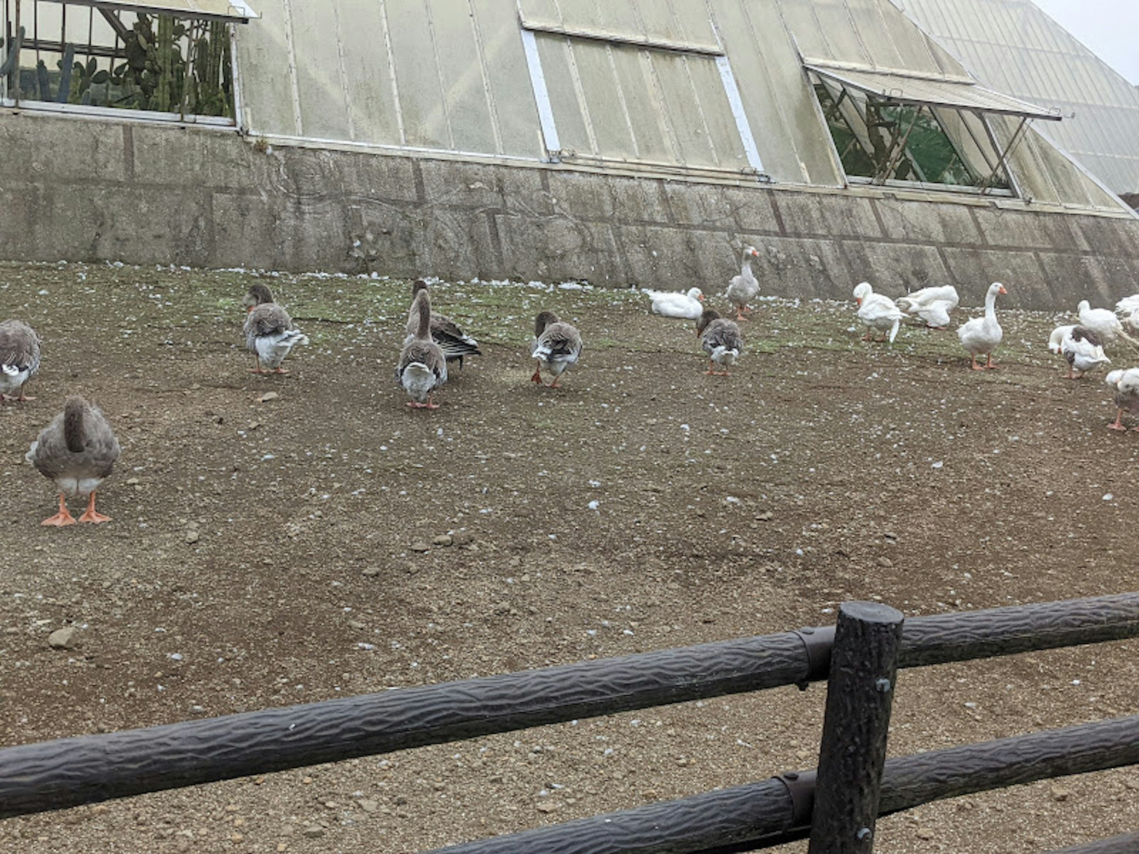 Weiße Enten und graue Gänse auf einer Grasfläche vor einem Hühnerstall