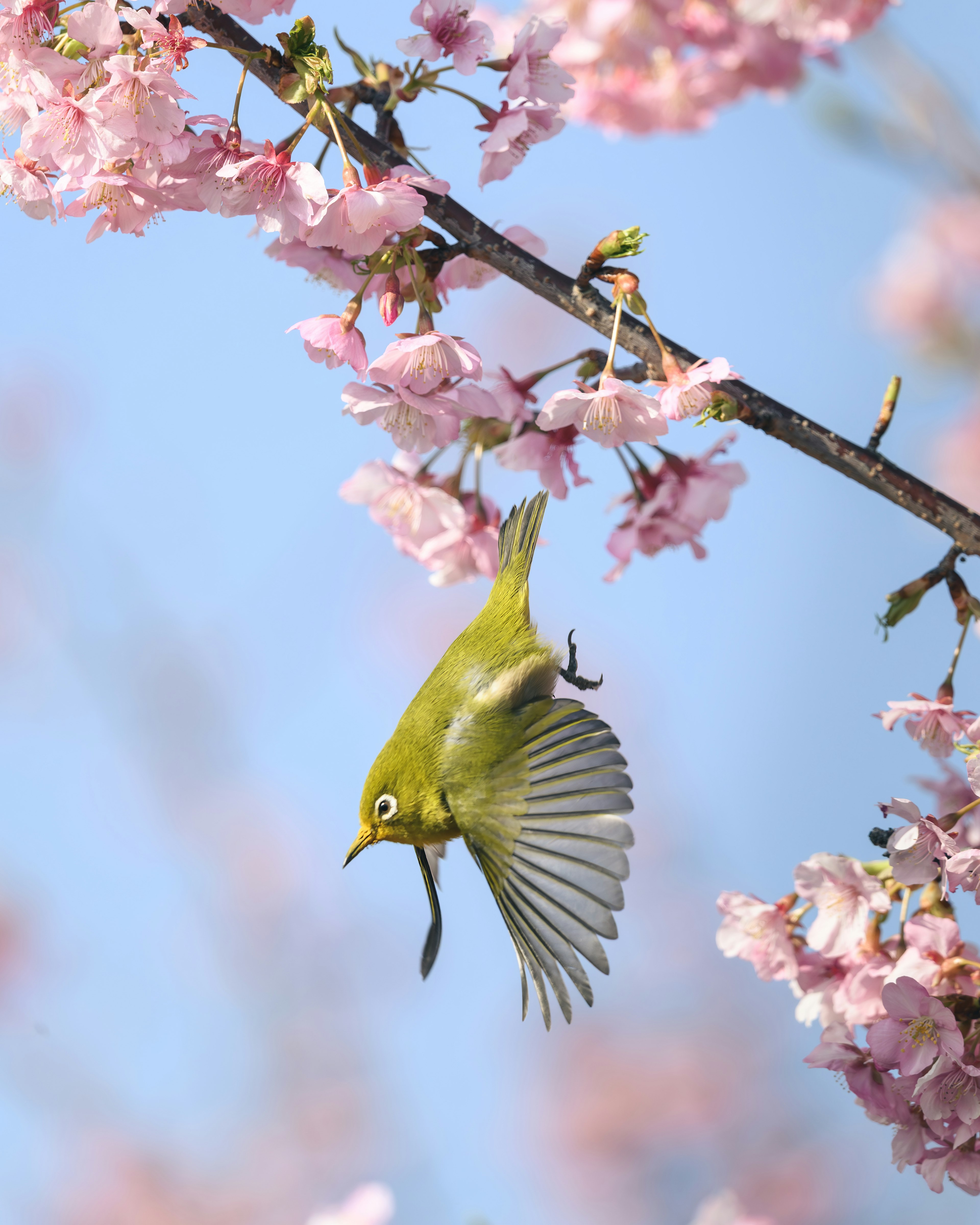 Small green bird flying among cherry blossom flowers