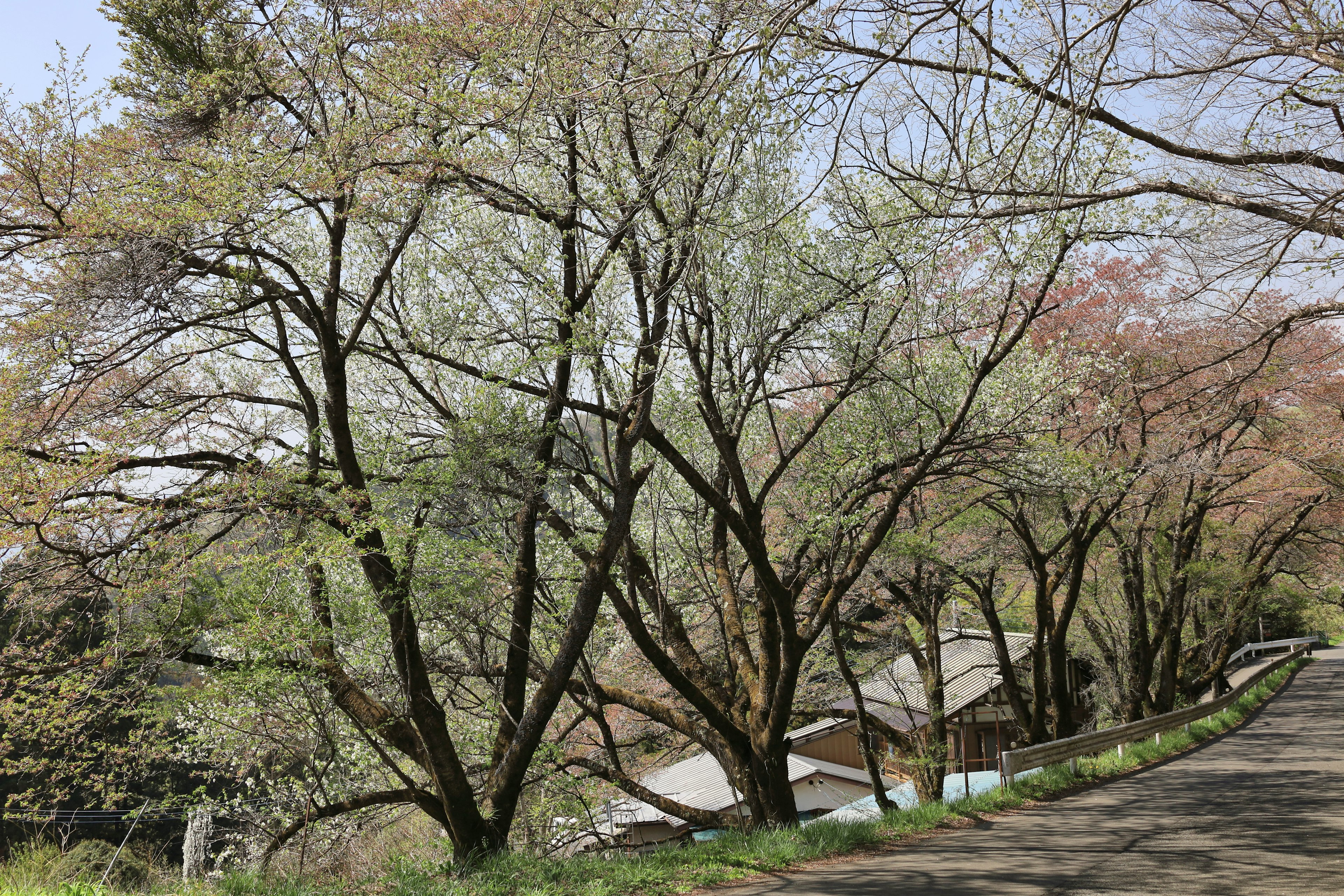 春の桜の木が並ぶ道の風景