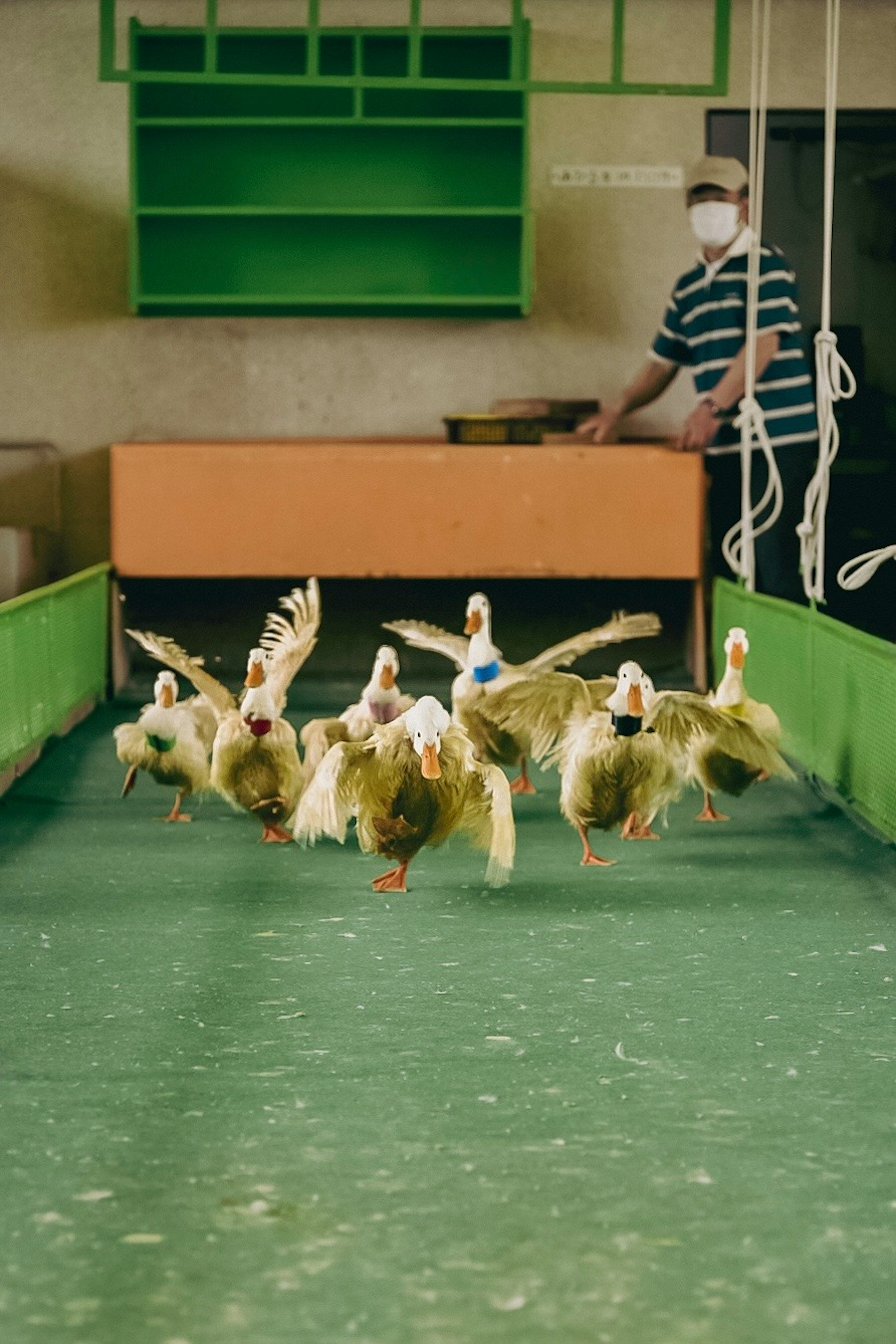 Ducks running on water with a person in the background