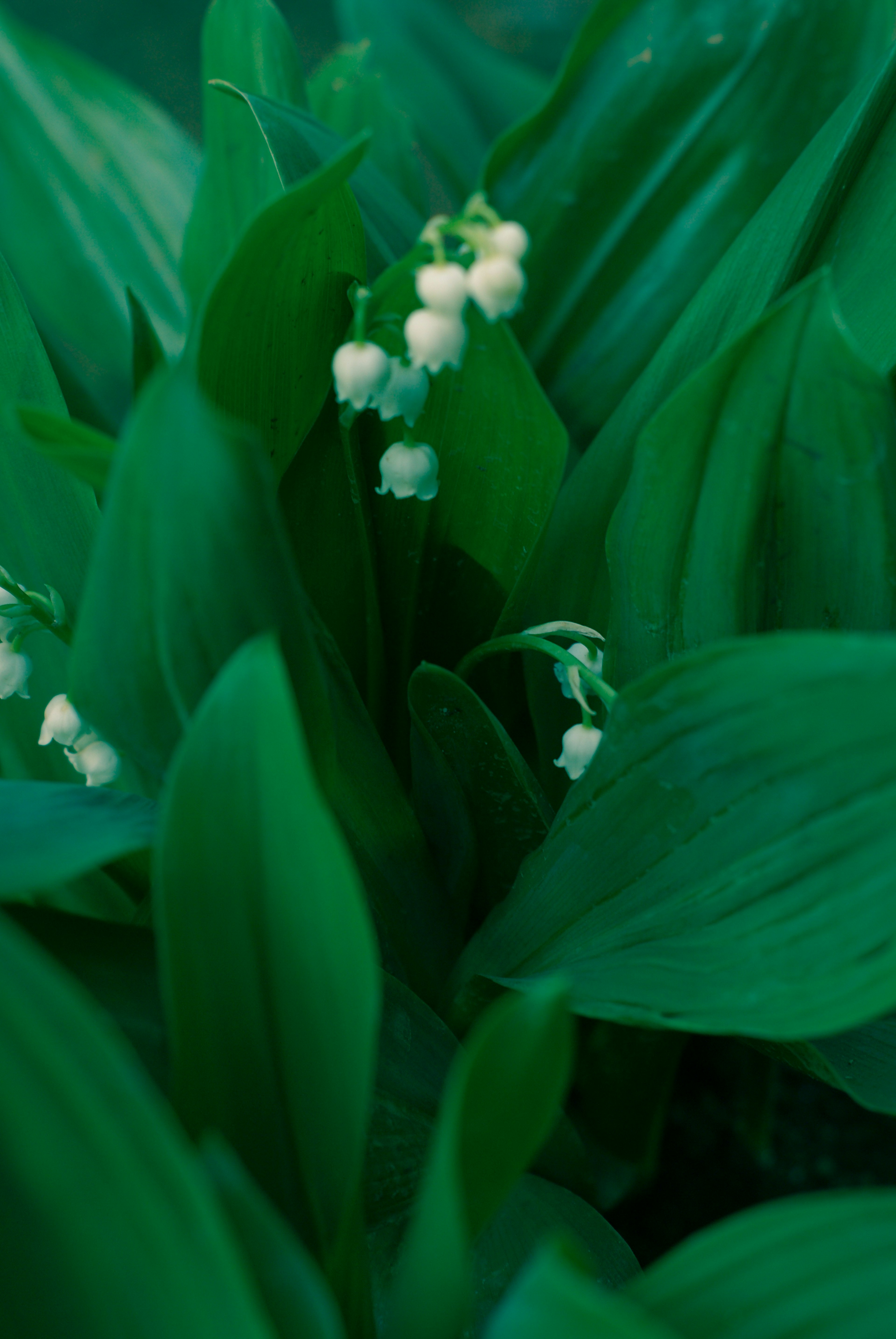 Piccole fiori bianchi che sbocciano tra foglie verdi