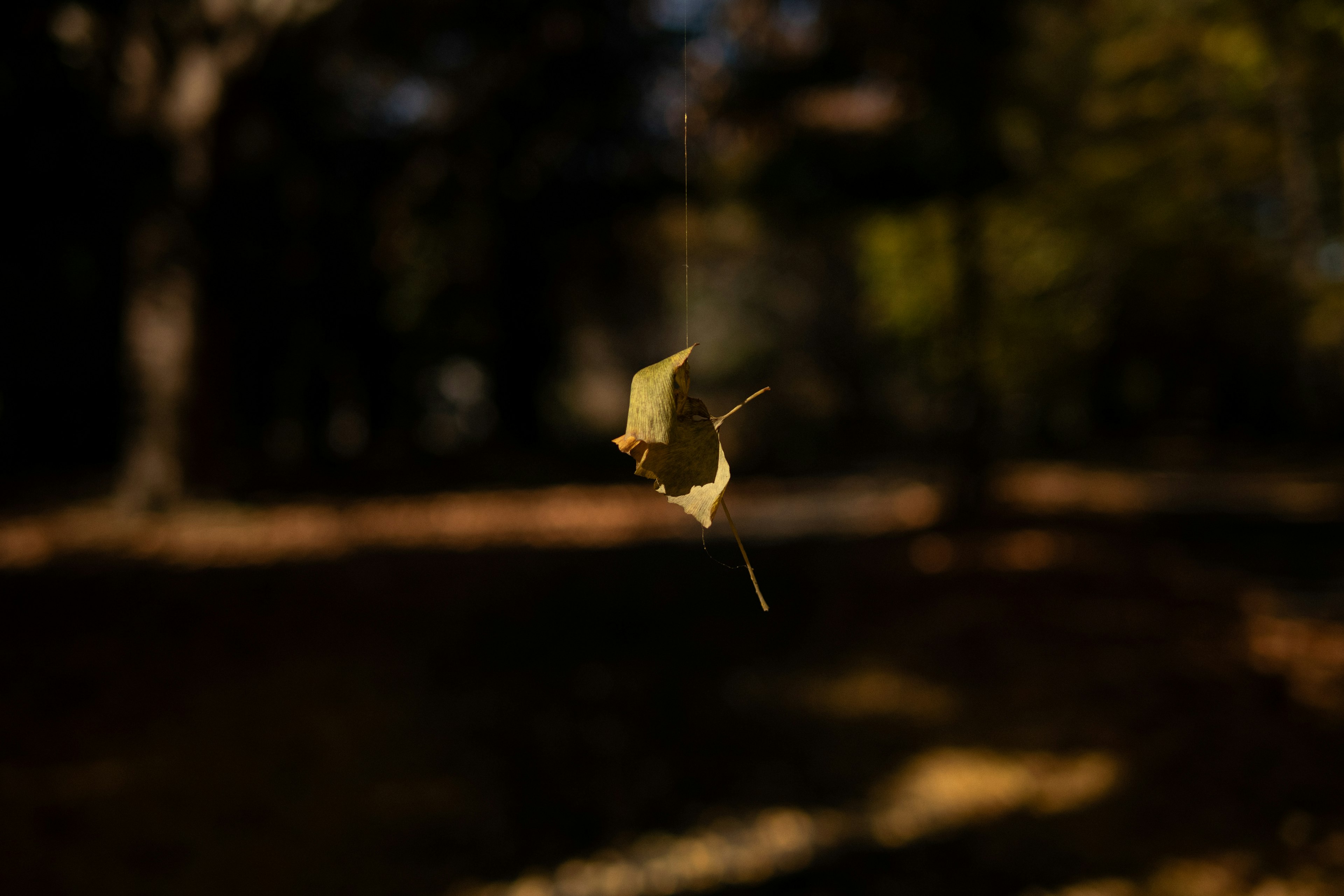 Une feuille d'automne suspendue dans les airs