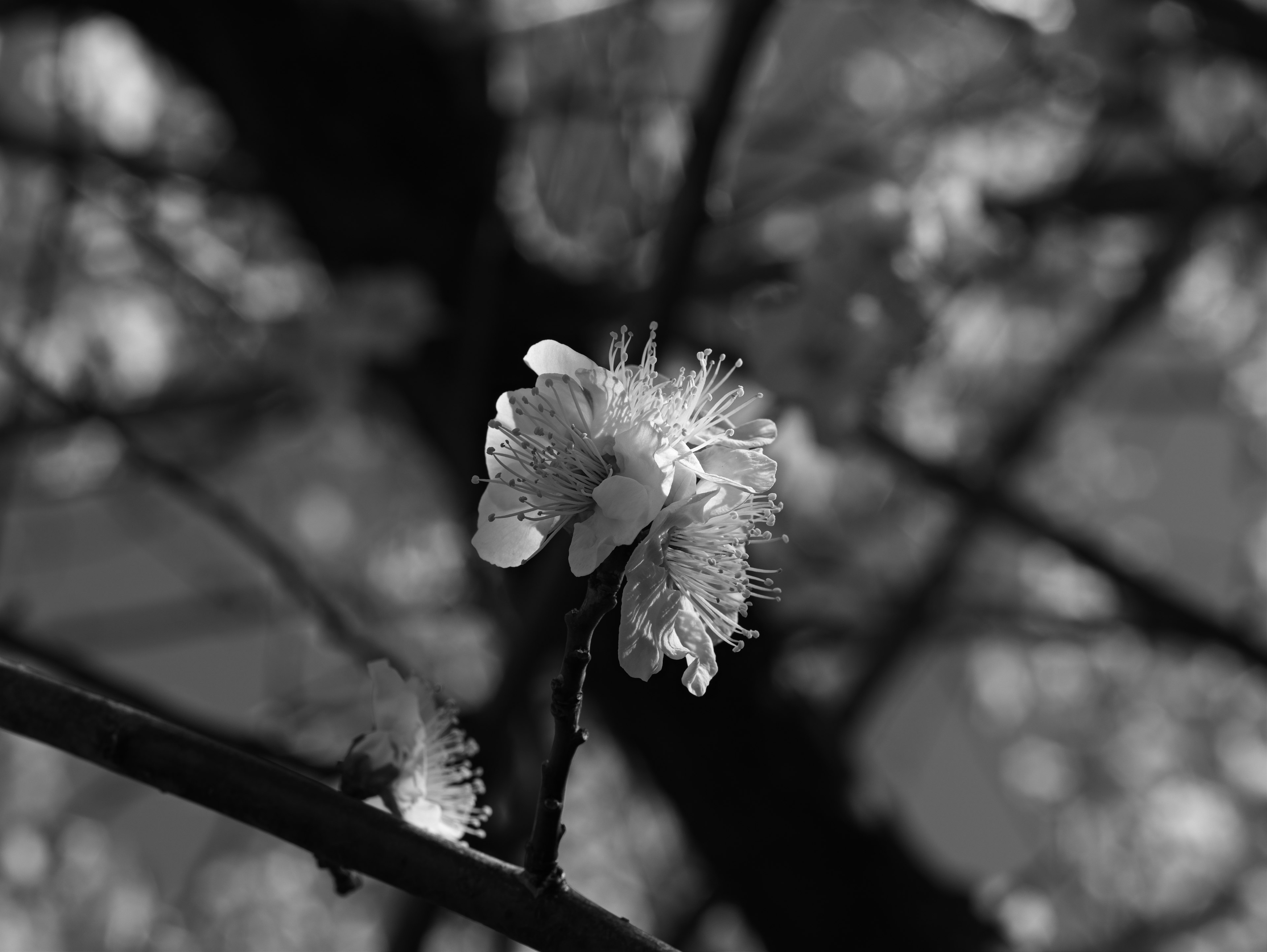 黑白中一朵花在树枝上的特写