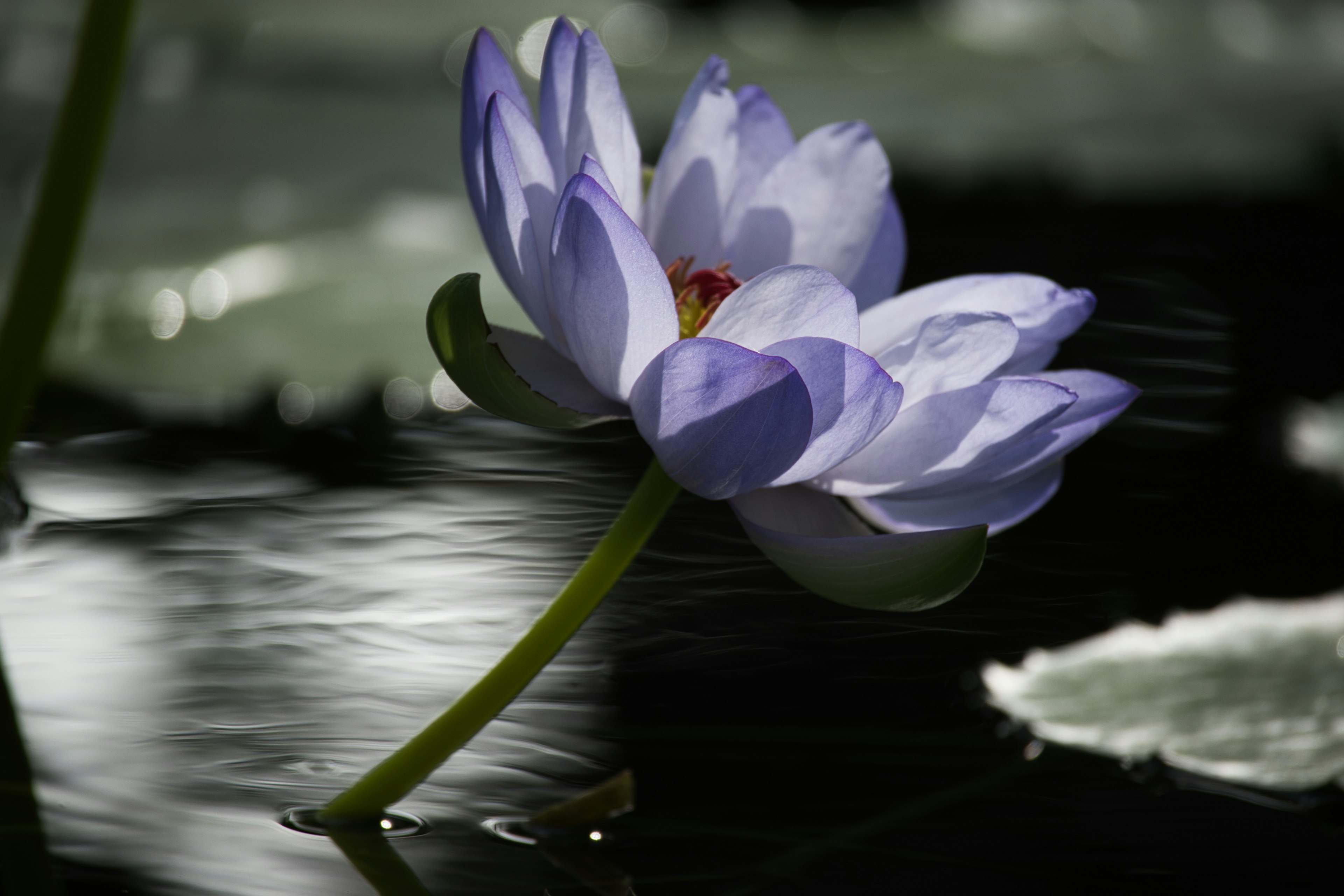 紫色睡莲花漂浮在水面上，旁边有绿色叶子