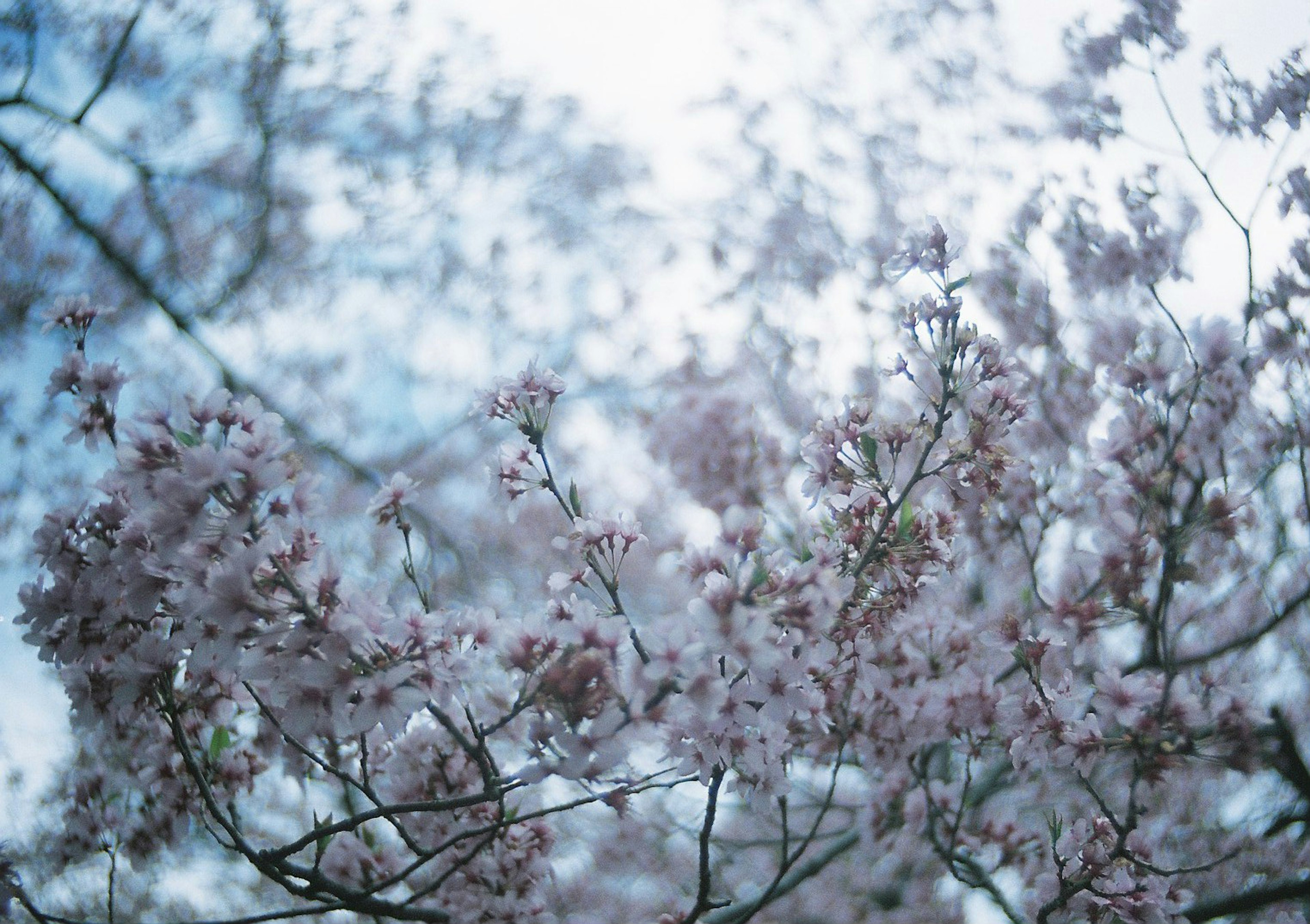 青い空の下に咲く淡い桜の花のクローズアップ