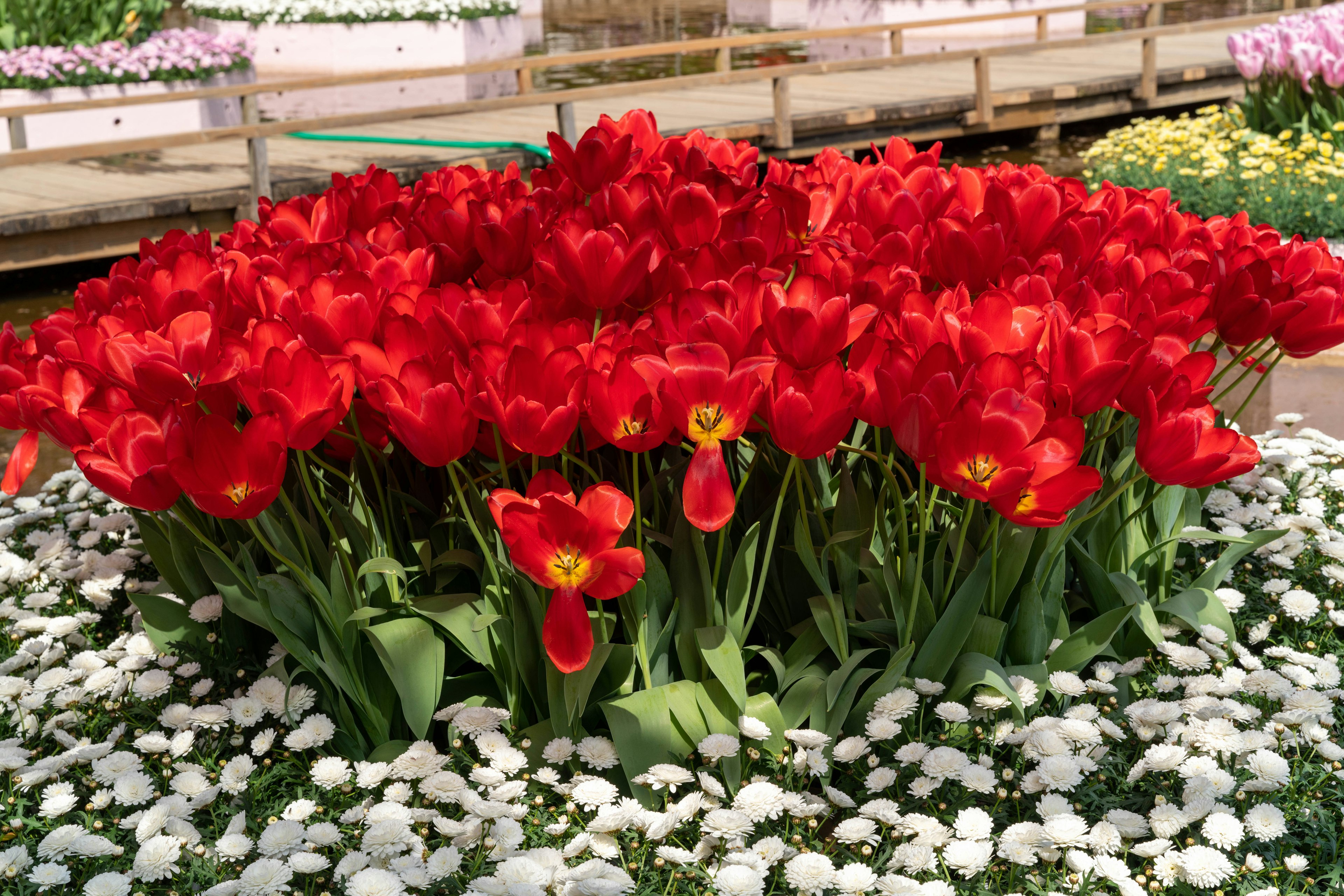 Lebendige rote Tulpen blühen um weiße Blumen in einem schönen Blumenbeet