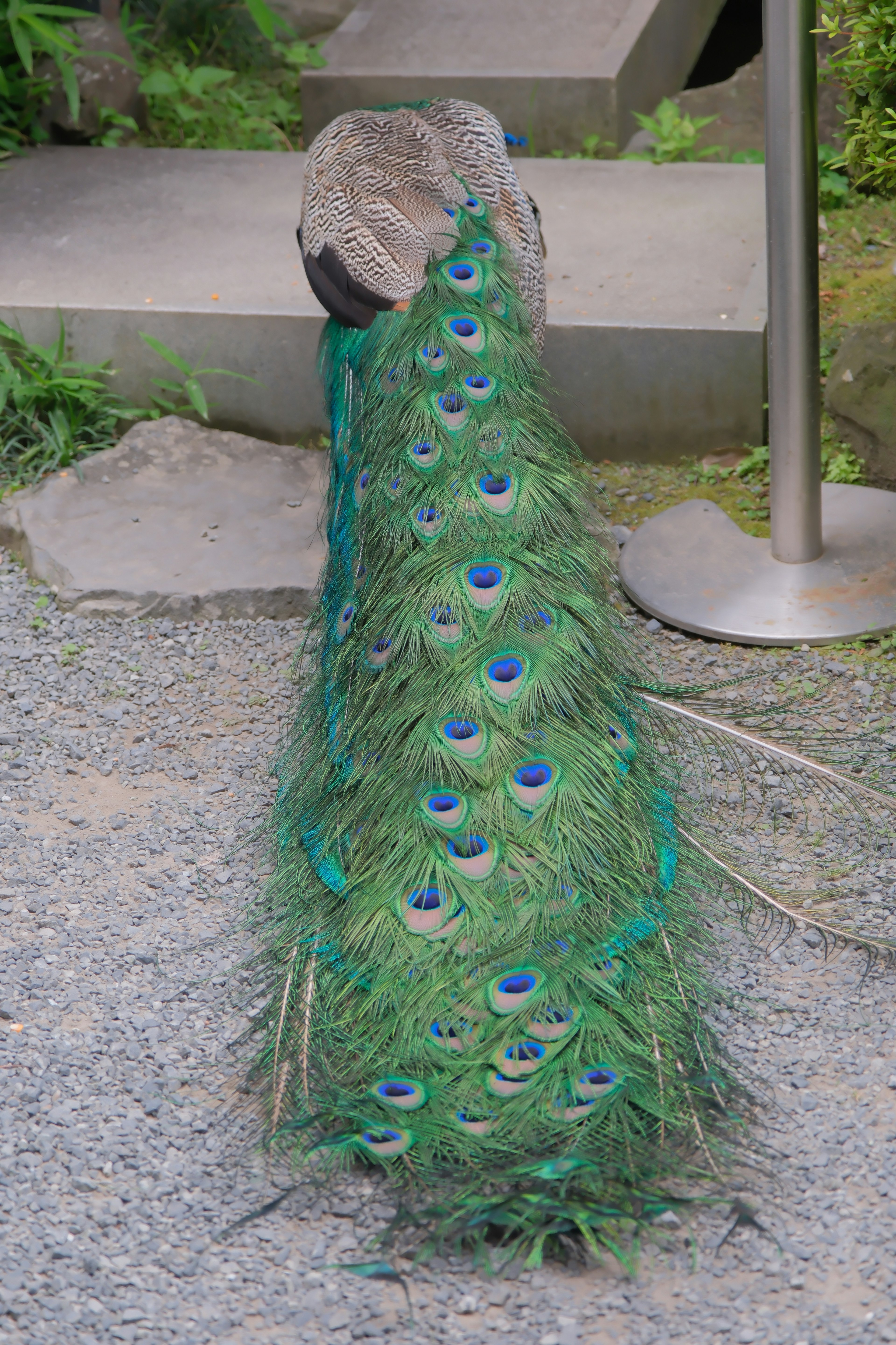 A beautiful peacock tail with green and blue feathers spread out on the ground