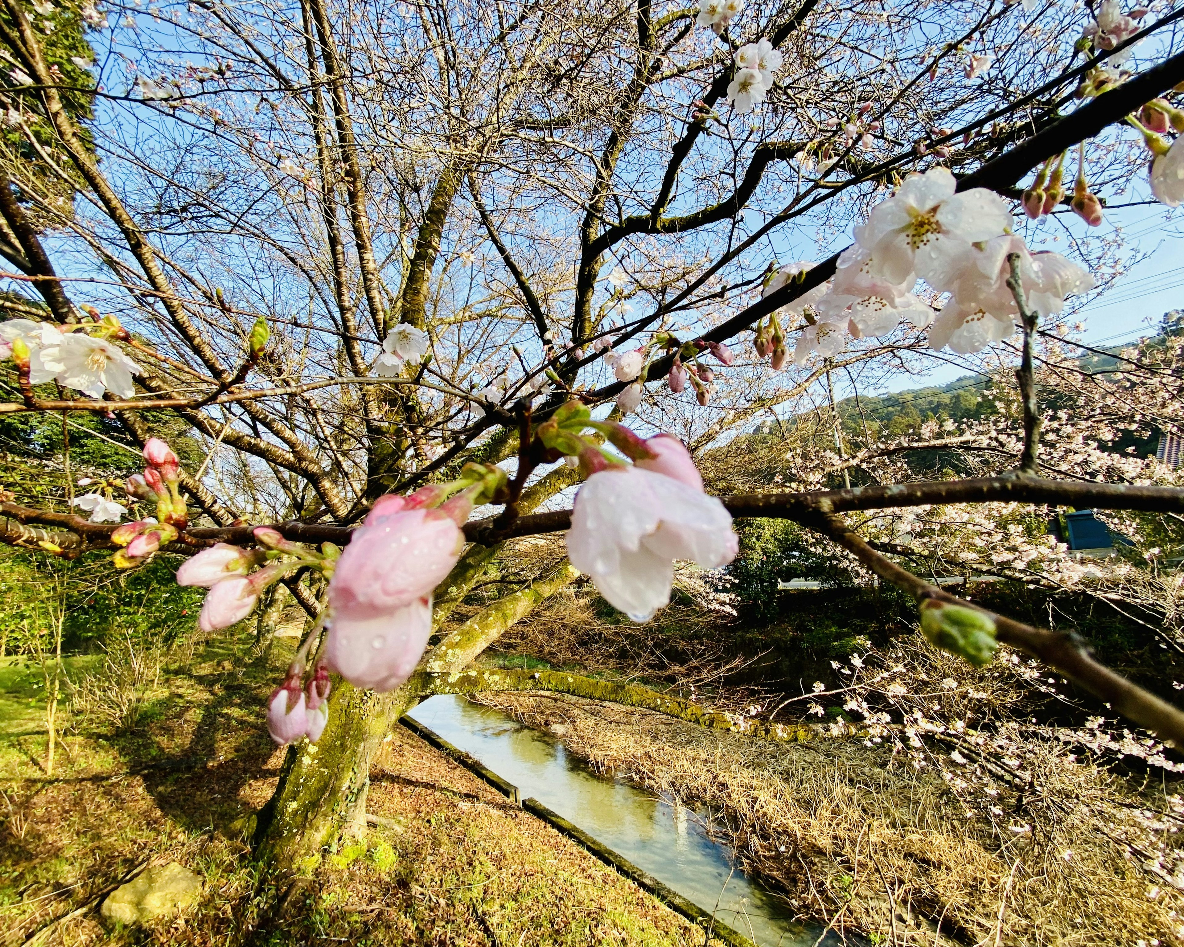 Schöne Landschaft eines Kirschbaums mit blühenden Blumen