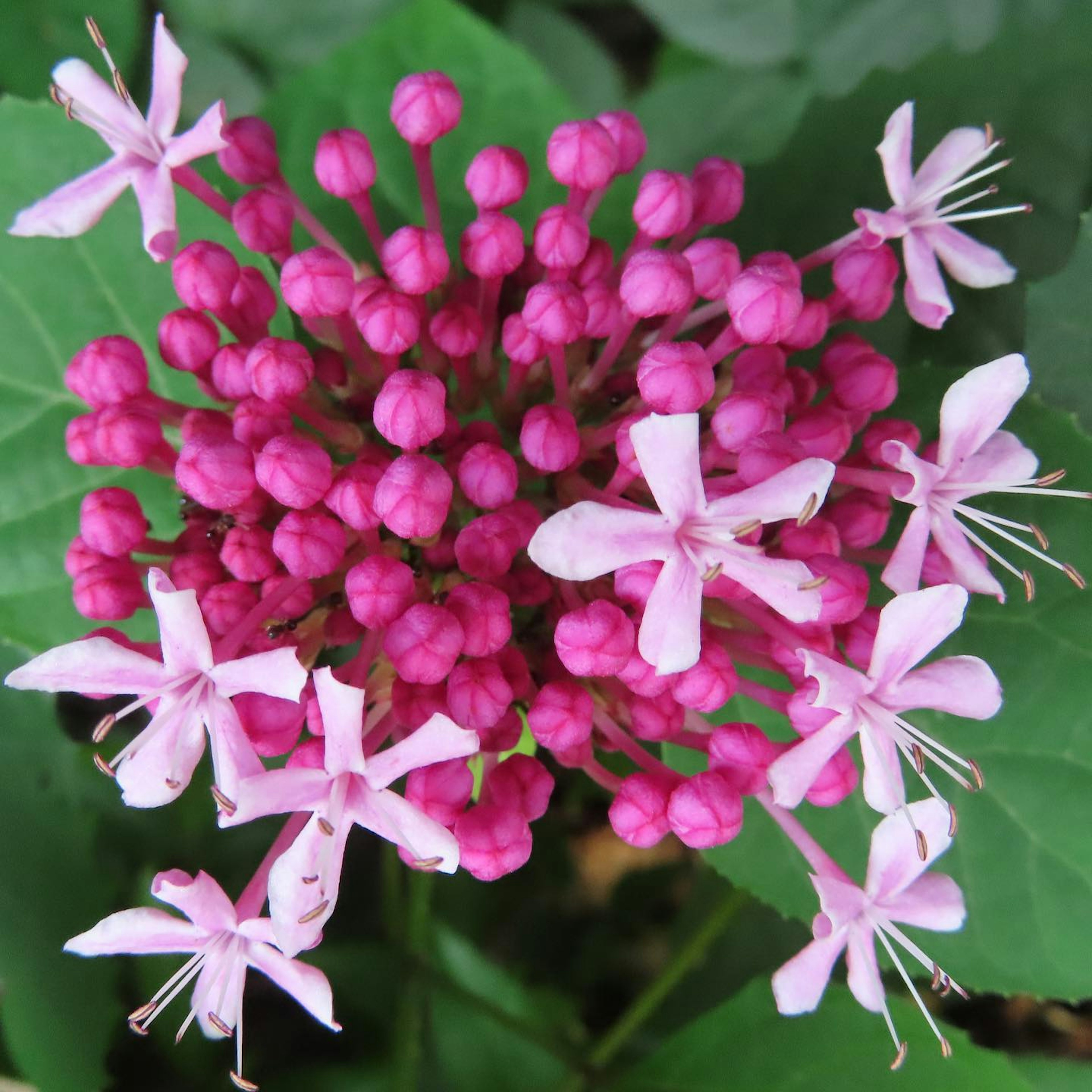 鮮やかなピンクの花が集まった花序と小さな白い花