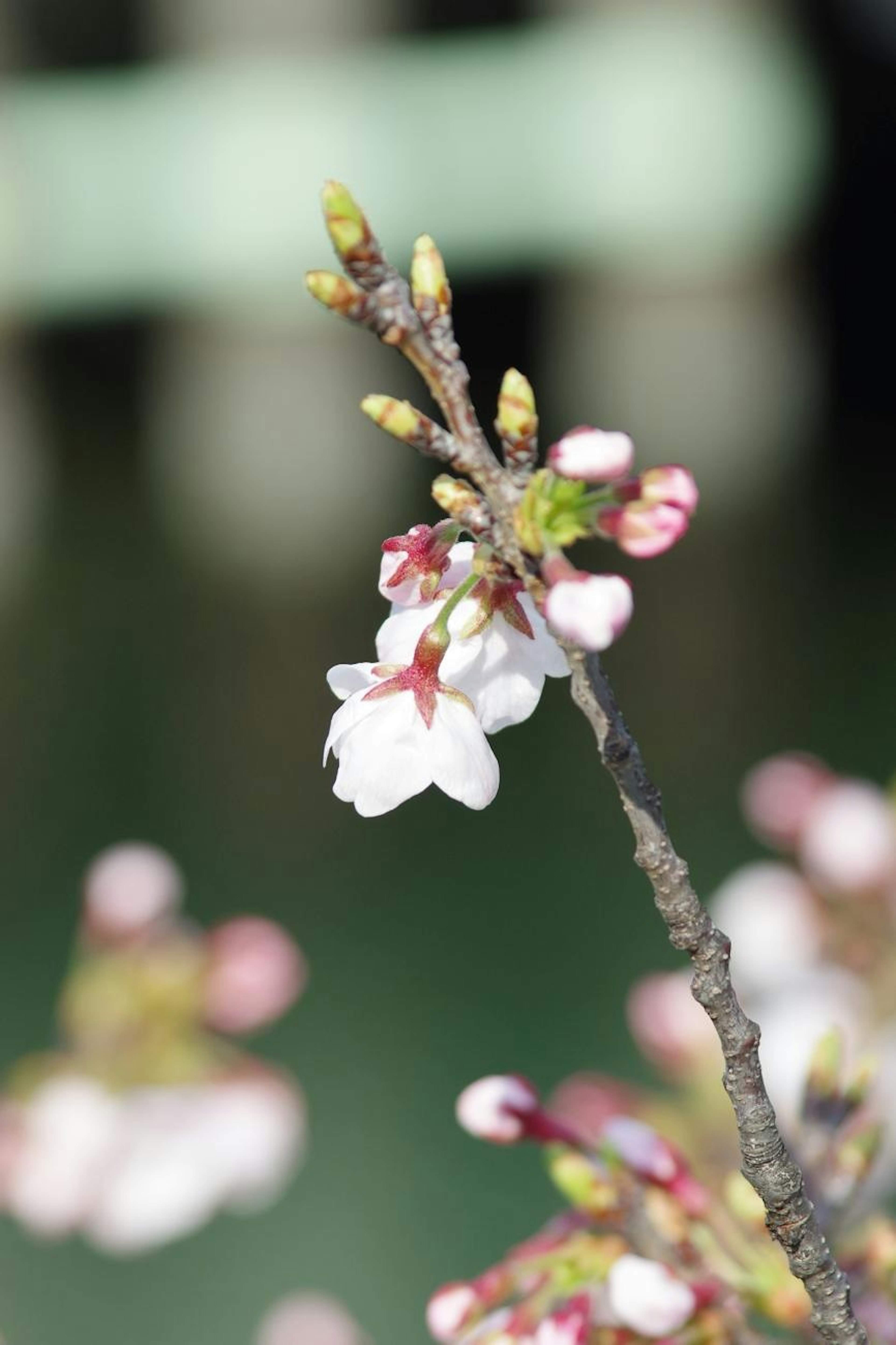 Ein schlanker Ast mit Kirschblüten und Knospen vor einem grünen Hintergrund