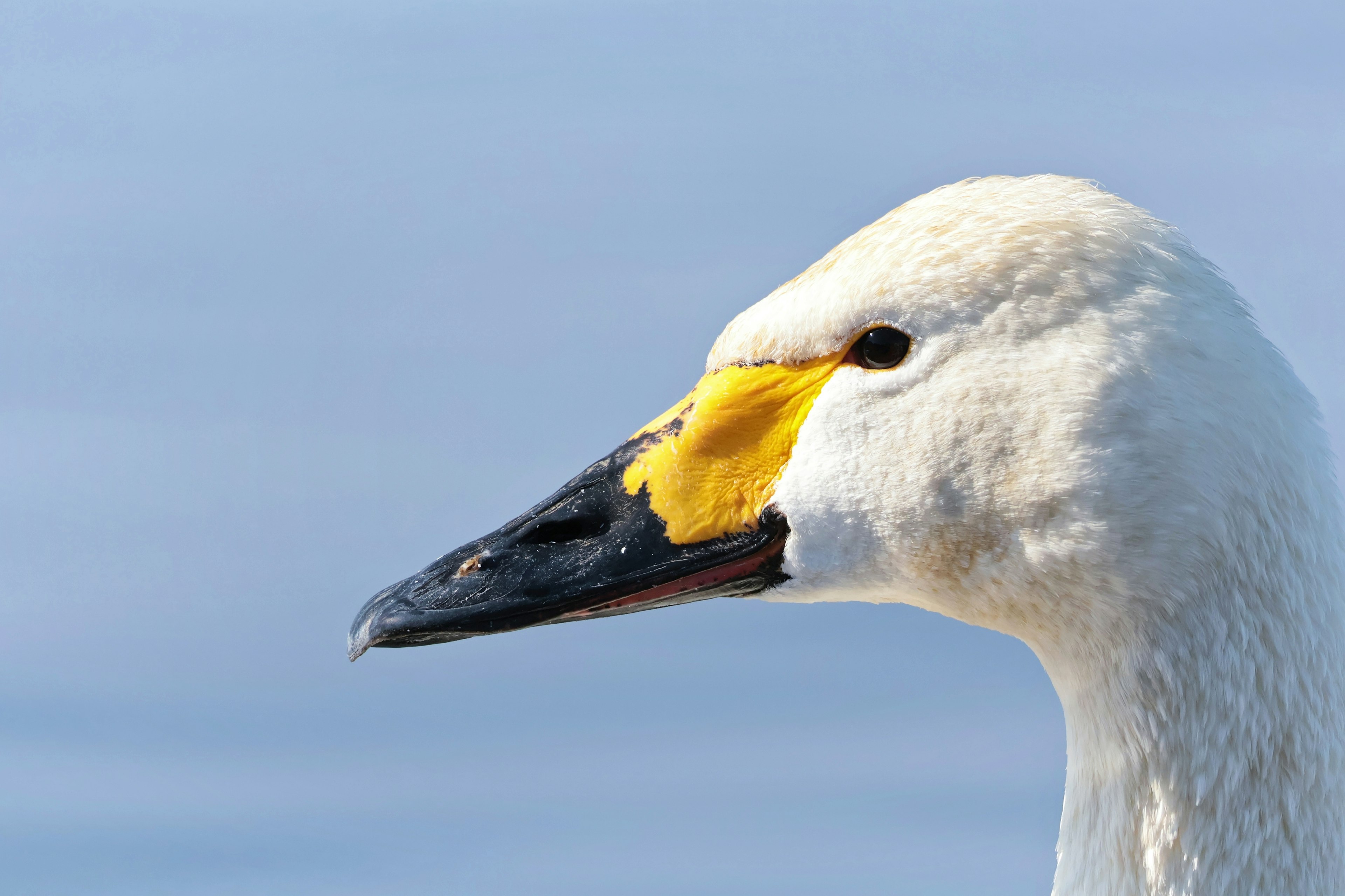 Gros plan sur le visage d'un cygne Bec jaune avec une pointe noire Fond d'eau bleue