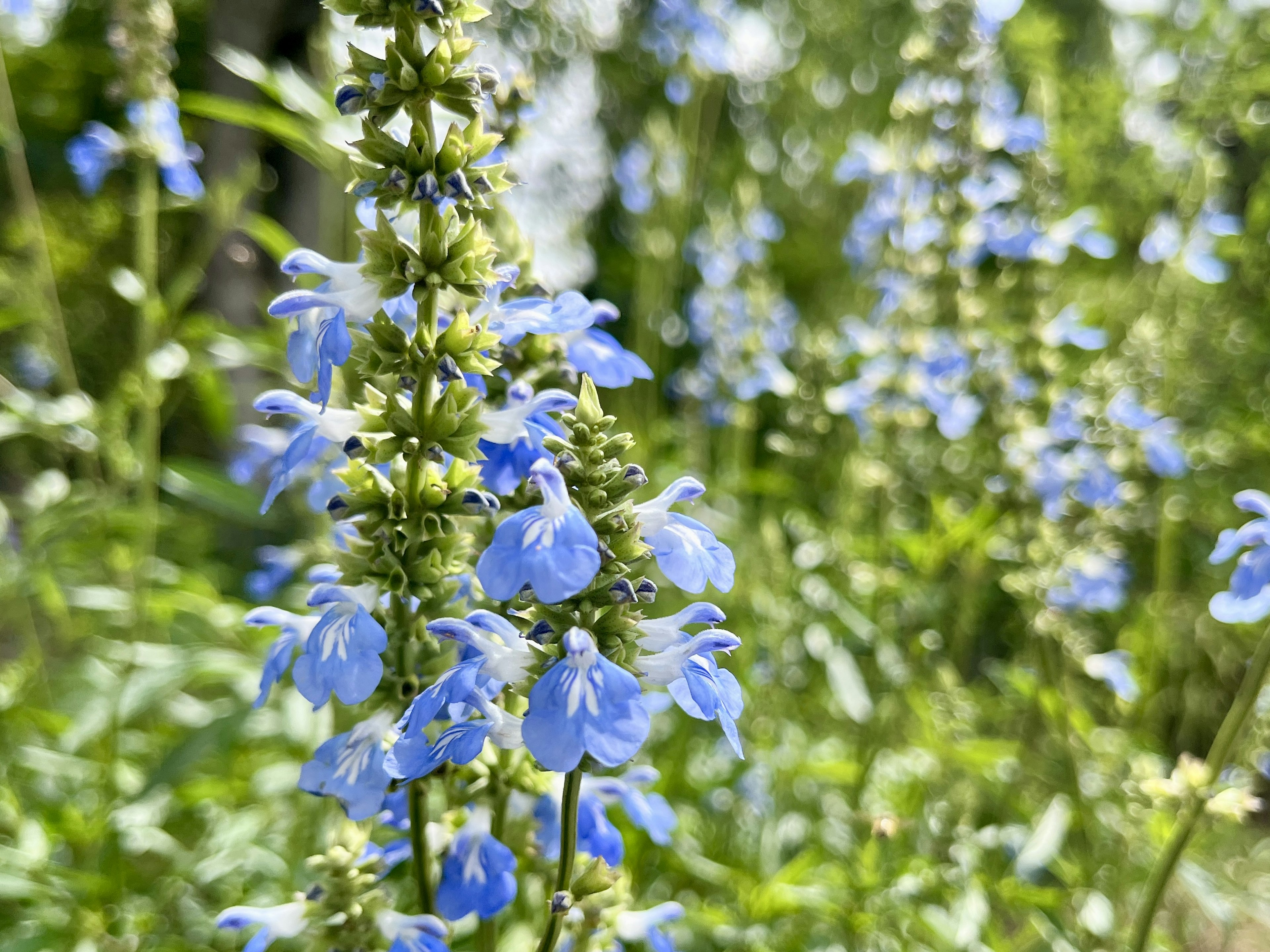 Close-up of blue flowers blooming on a plant vibrant green background