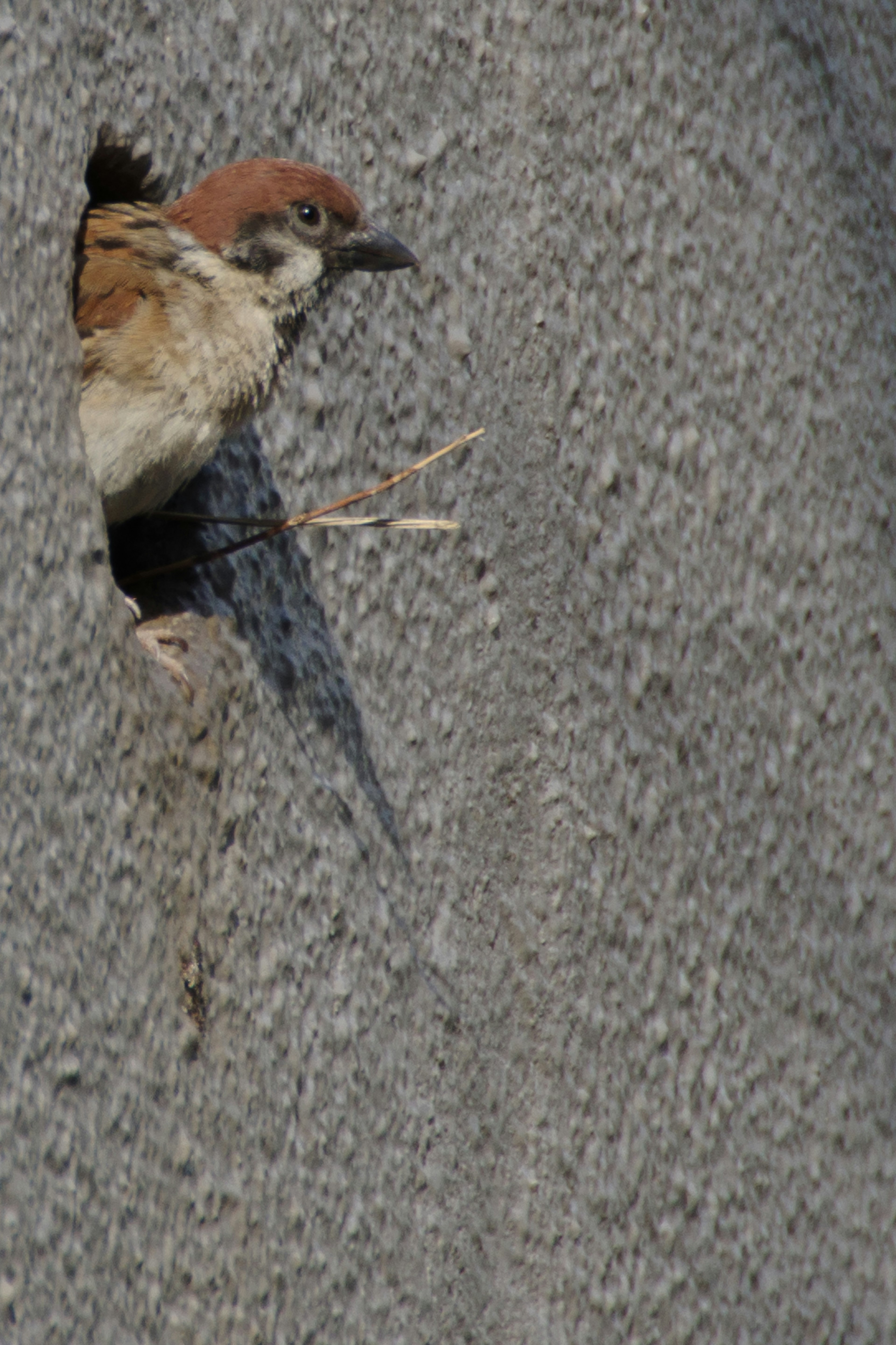 A small bird peeking out from a hole in a gray wall