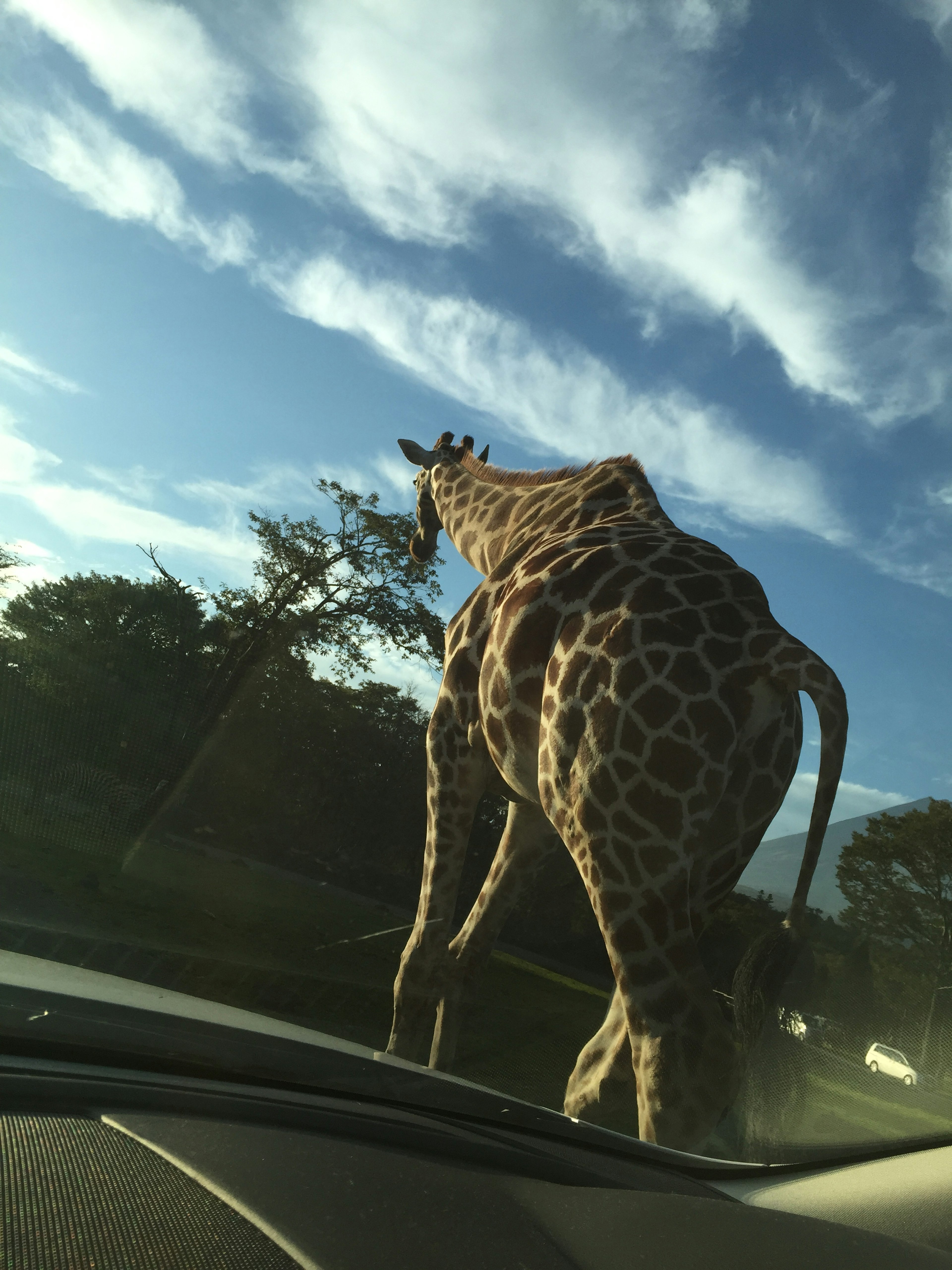 Jerapah terlihat dari belakang berjalan di bawah langit biru