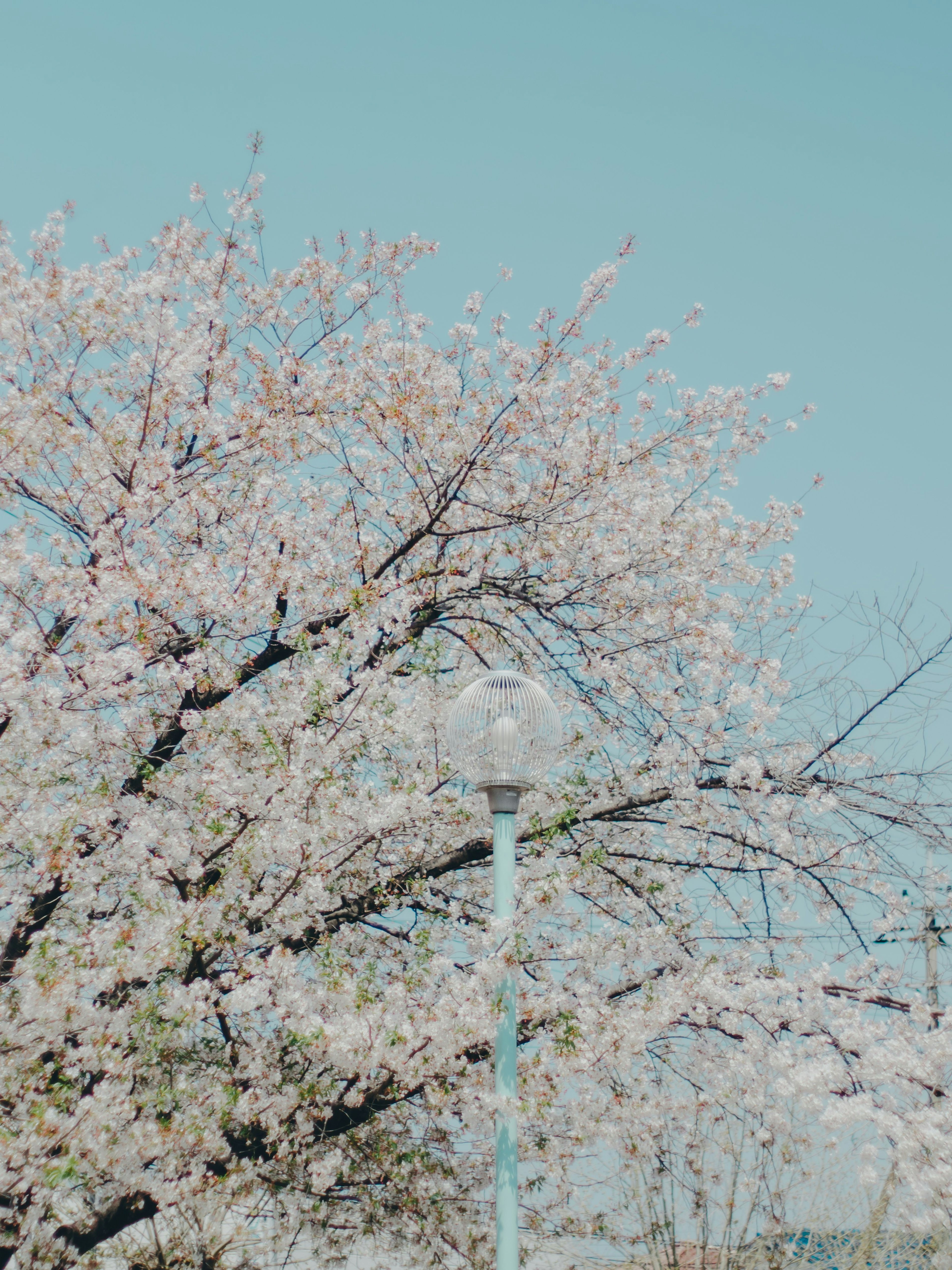 Árbol de cerezo en flor bajo un cielo azul claro con una farola