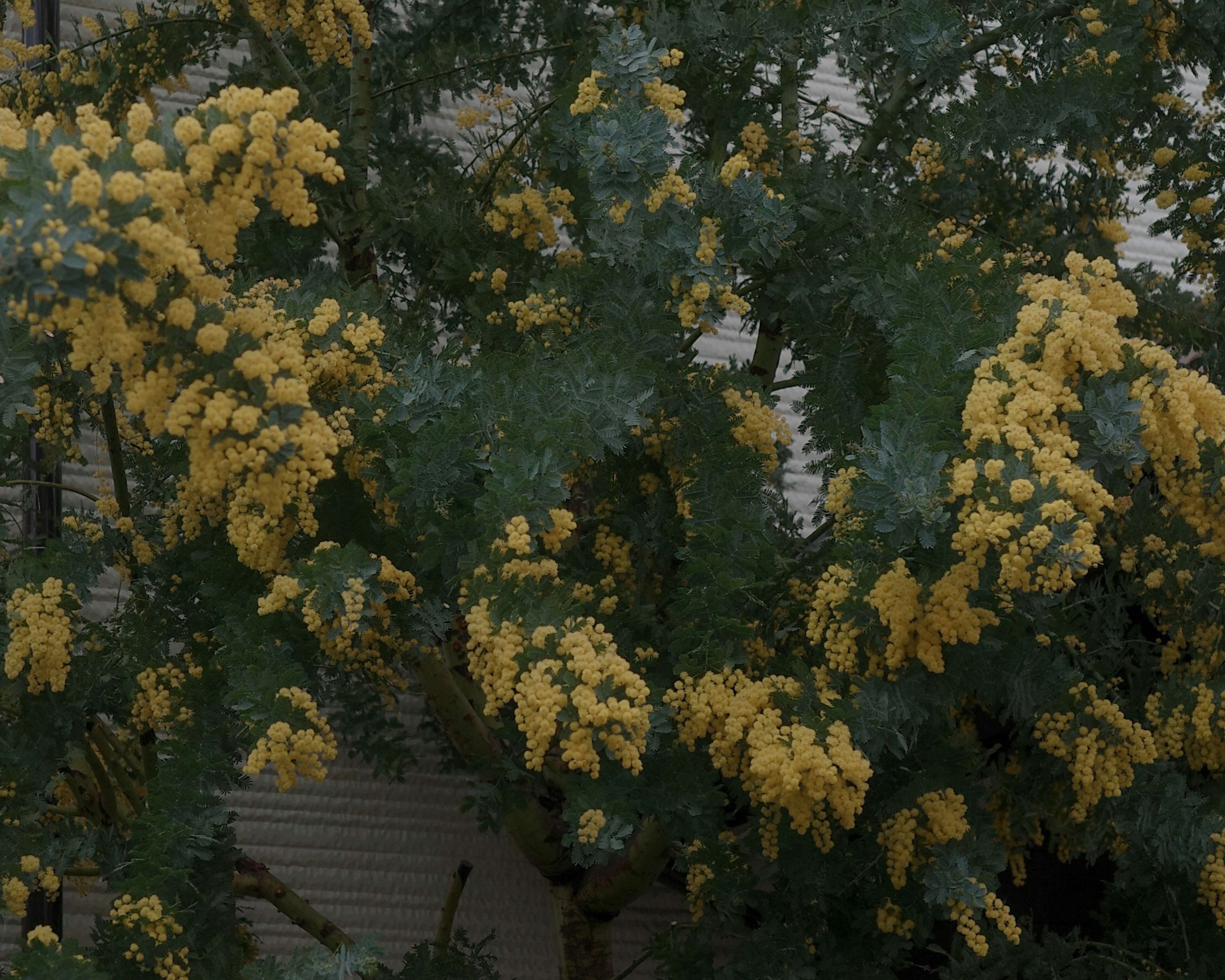 Gros plan sur une branche d'arbre avec des fleurs jaunes