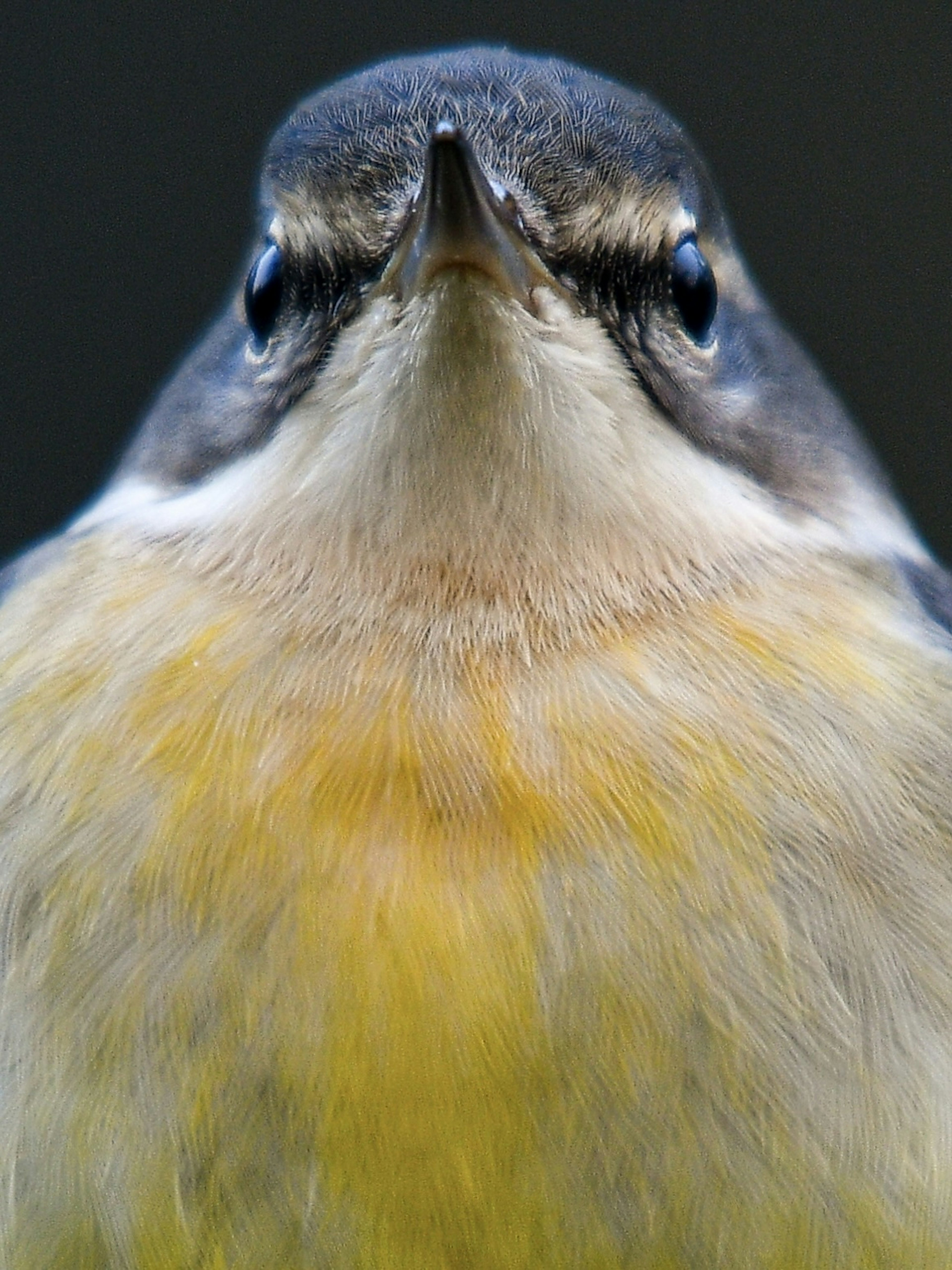 Close-up photo of a bird facing forward Bright yellow chest and dark background