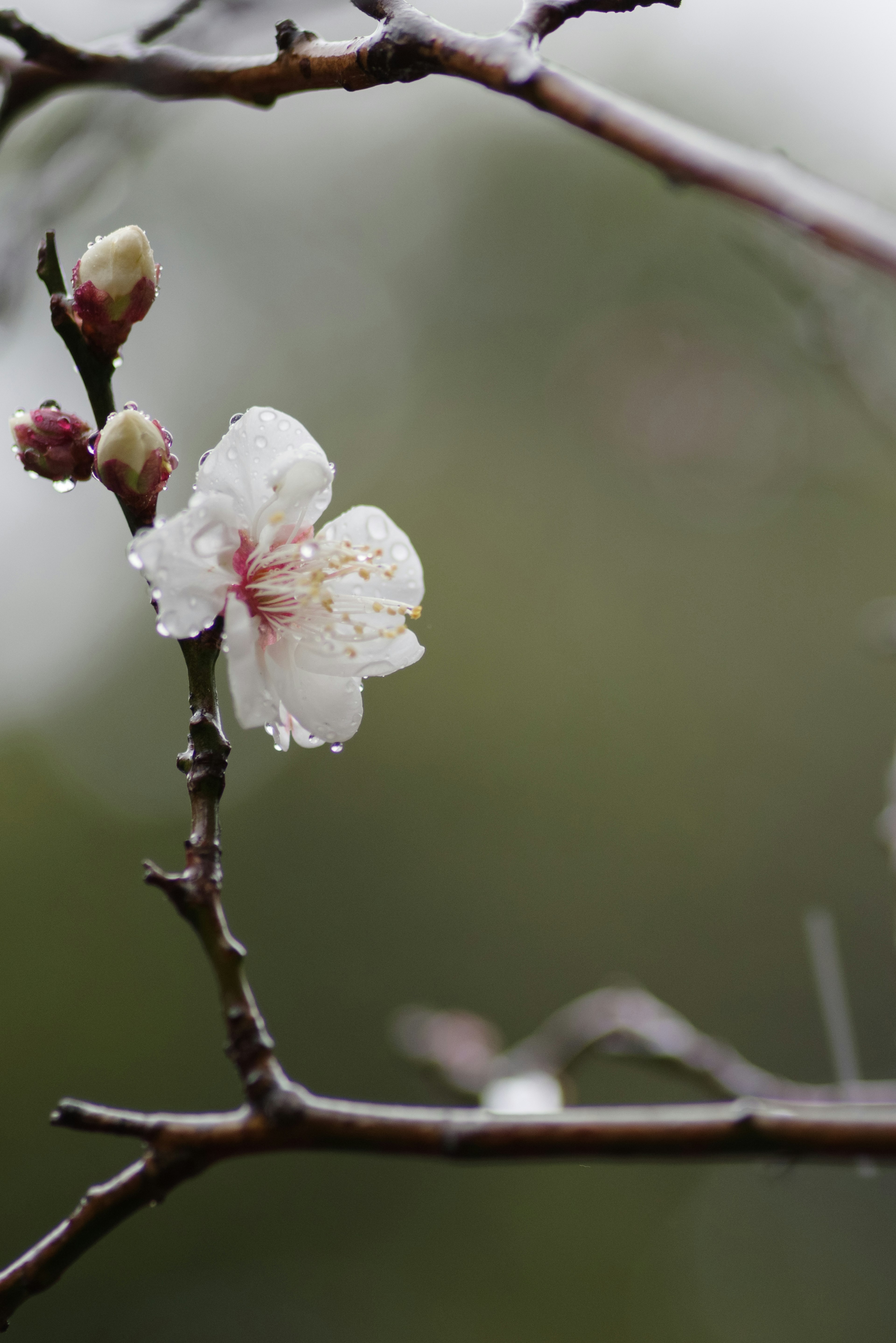 Nahaufnahme eines Pflaumenbaumzweigs mit einer weißen Blüte und Knospen